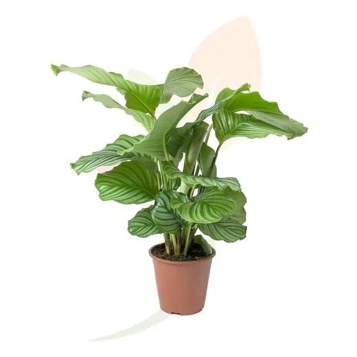 Calathea Orbifolia XL