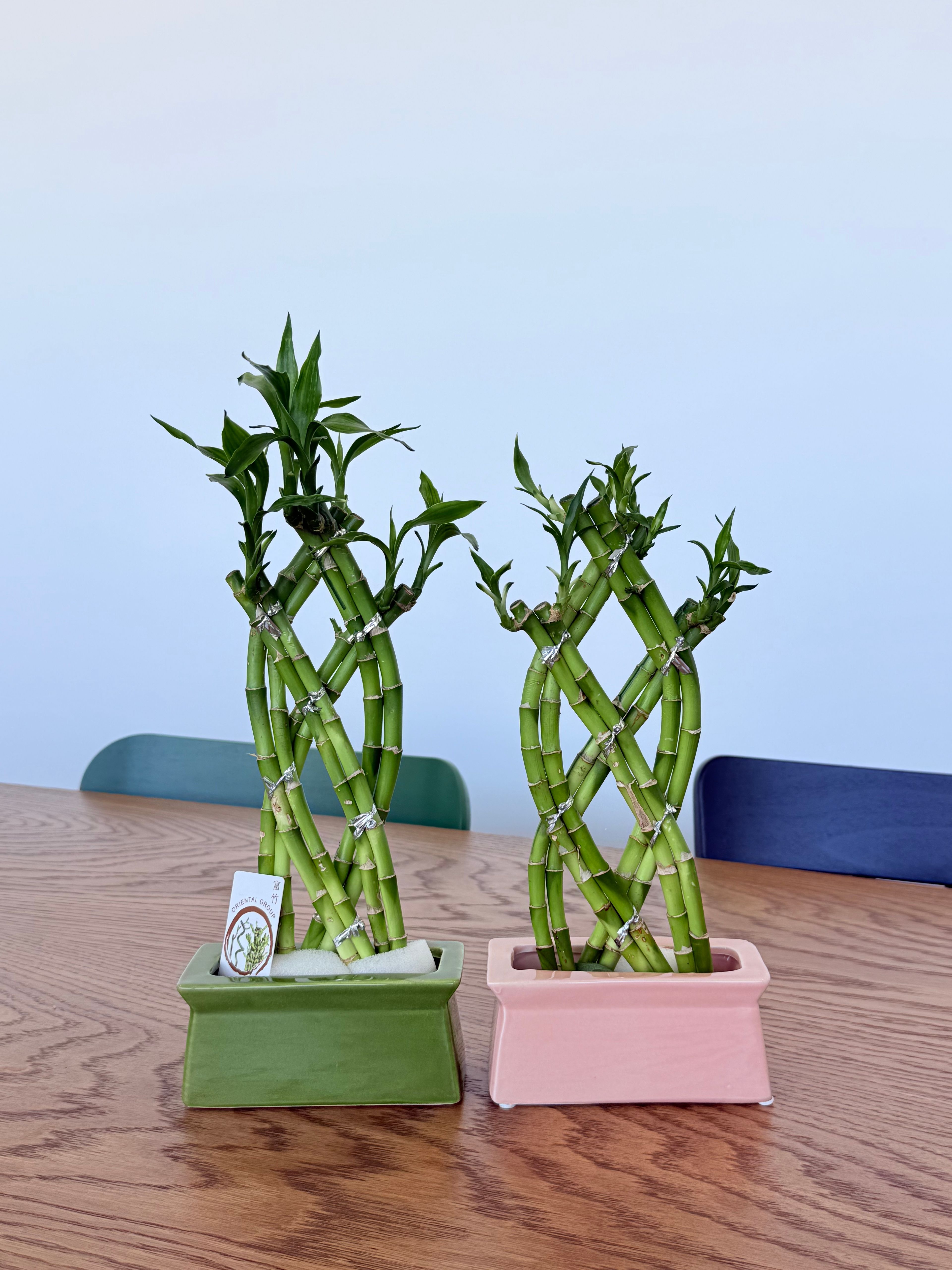 Bambu Dekoratif (Seramik Saksıda Örgülü-Lucky Bamboo) 