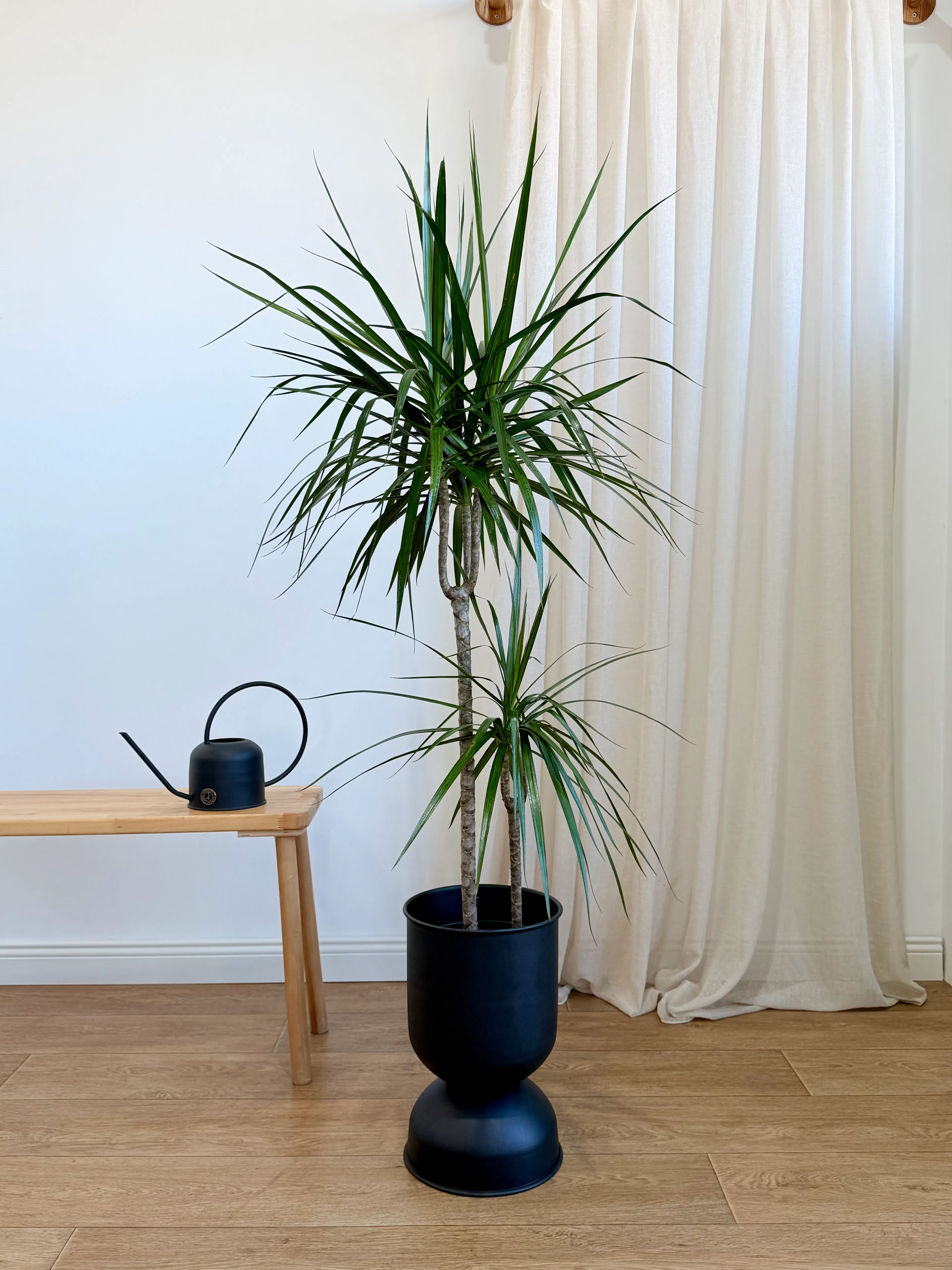 POWERS TO FLOWERS - COMPACT DRACENA, 2 TRUNKS, IN