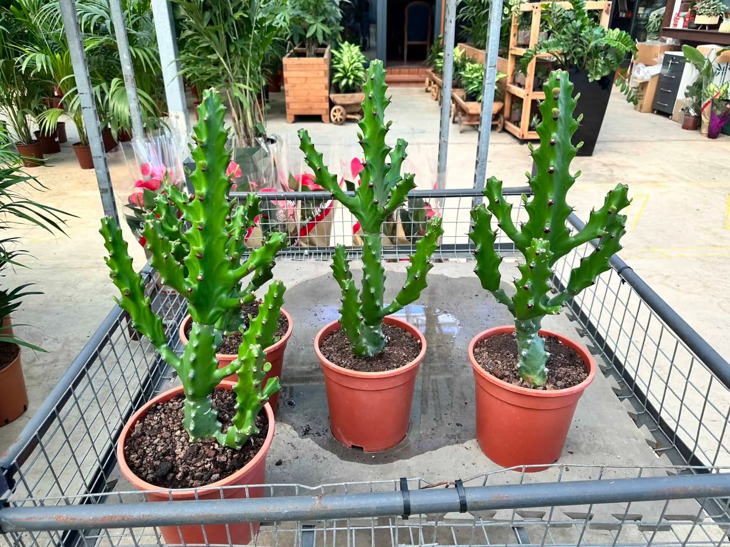 Özel tür euphorbia kaktüs 70 cm