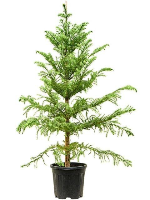 Salon Çamı Arokarya (Araucaria Heterophylla 160-170 cm)