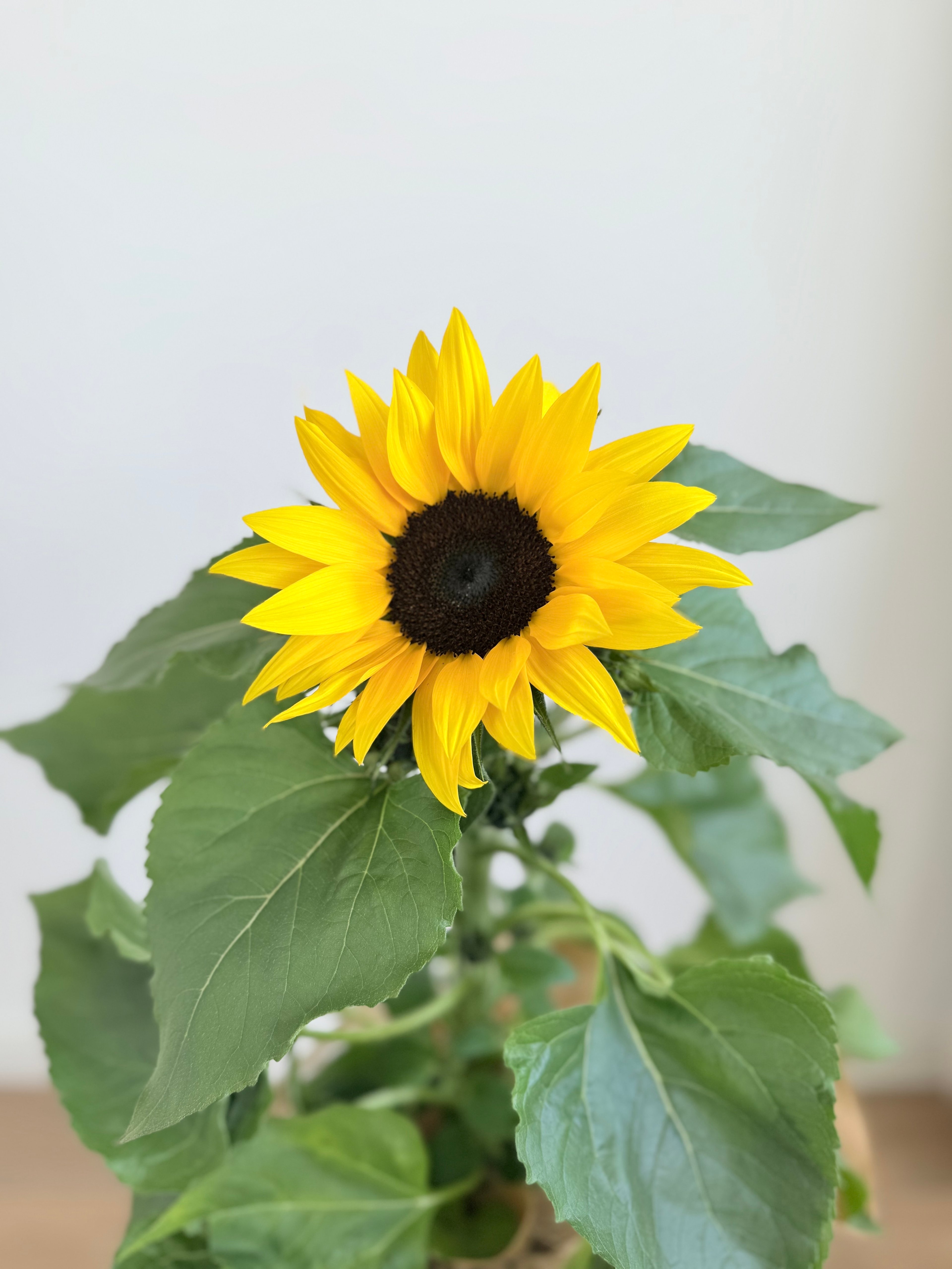 Dekoratif Saksıda Ayçiçeği | 40-50 cm  