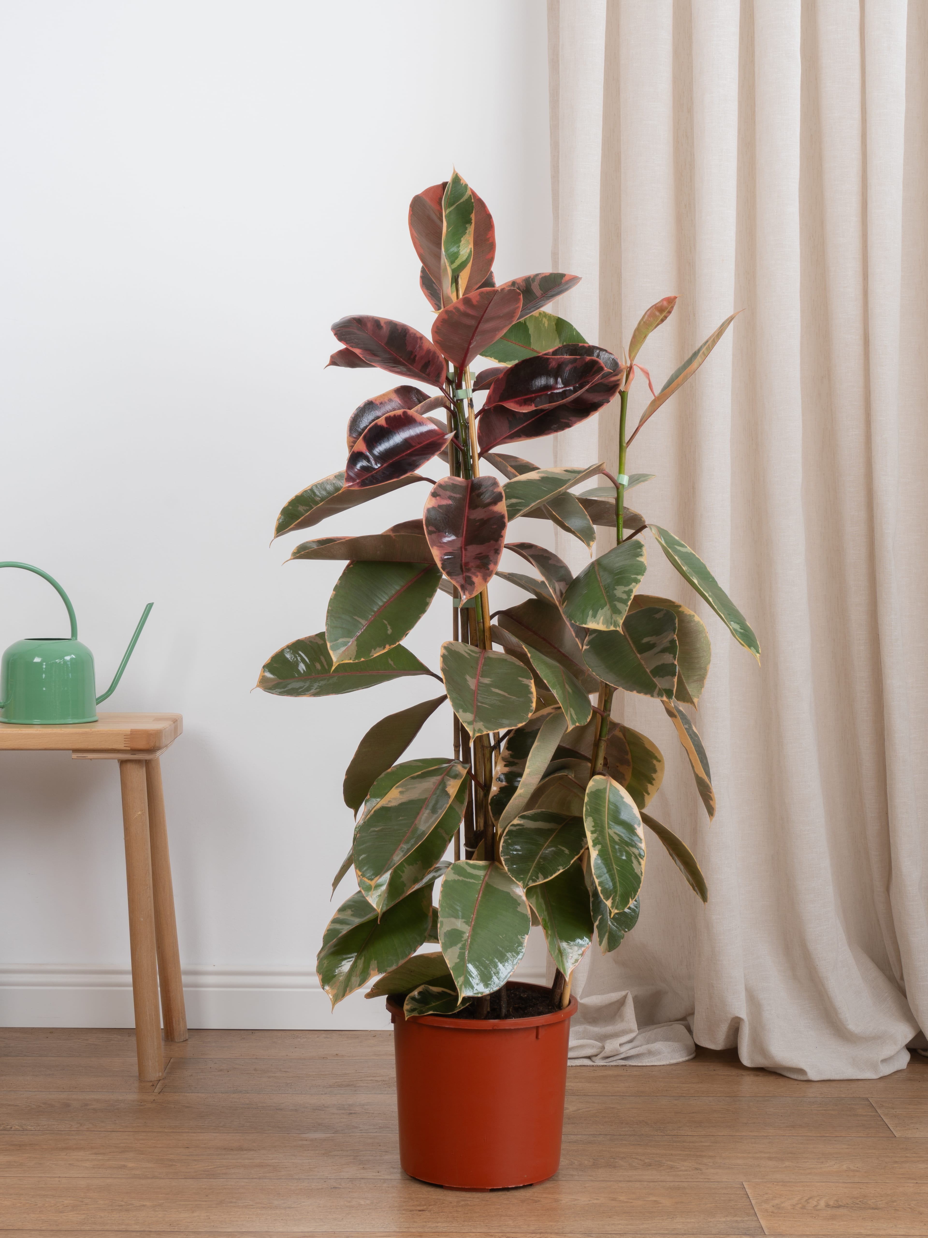 Kauçuk Çiçeği - Renkli Kauçuk Bitkisi (90-100 cm çift köklü -ficus alastica ruby)