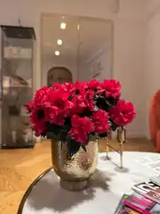 Açelya