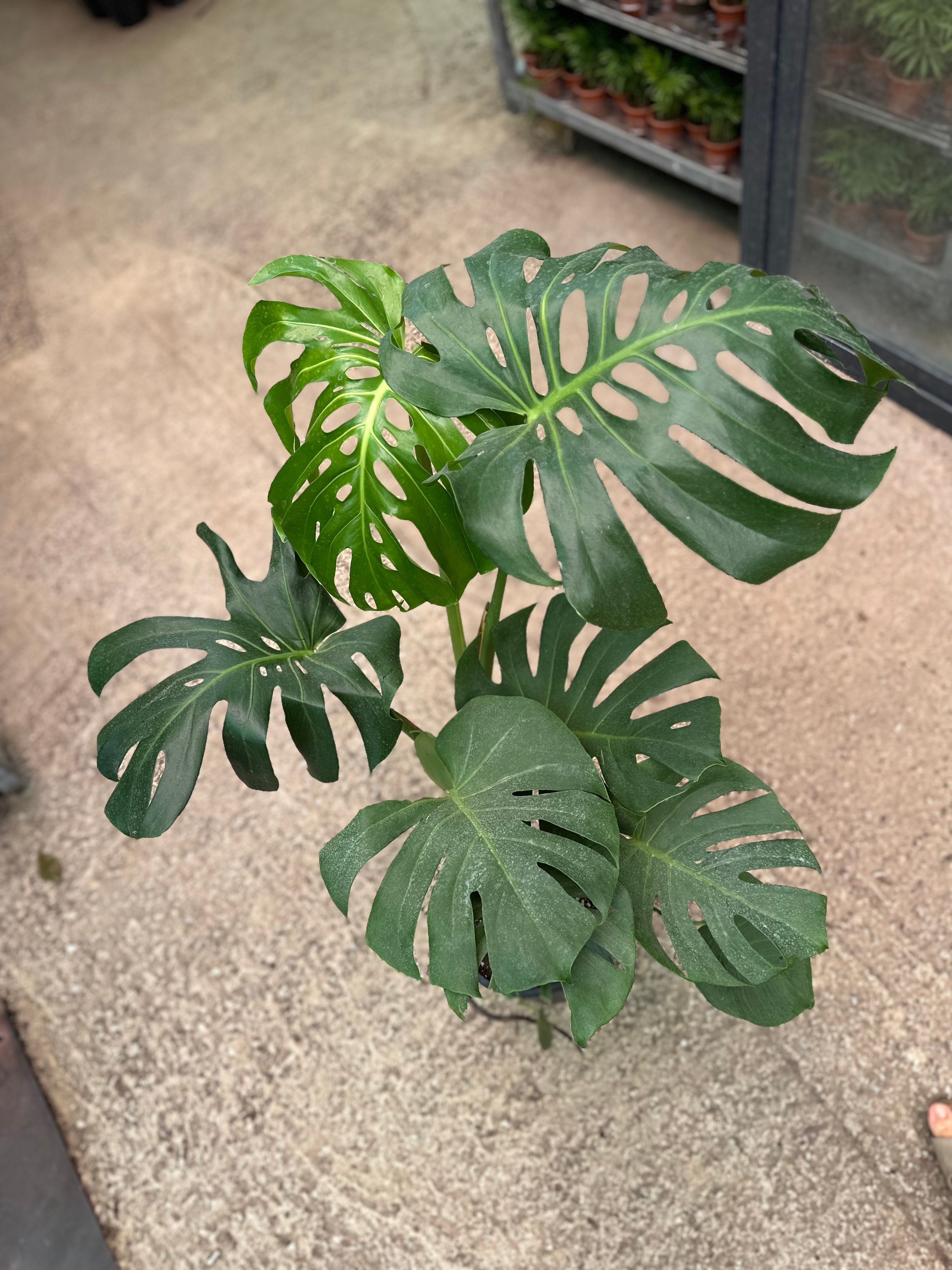 Monstera Deve Tabanı 80-90 cm