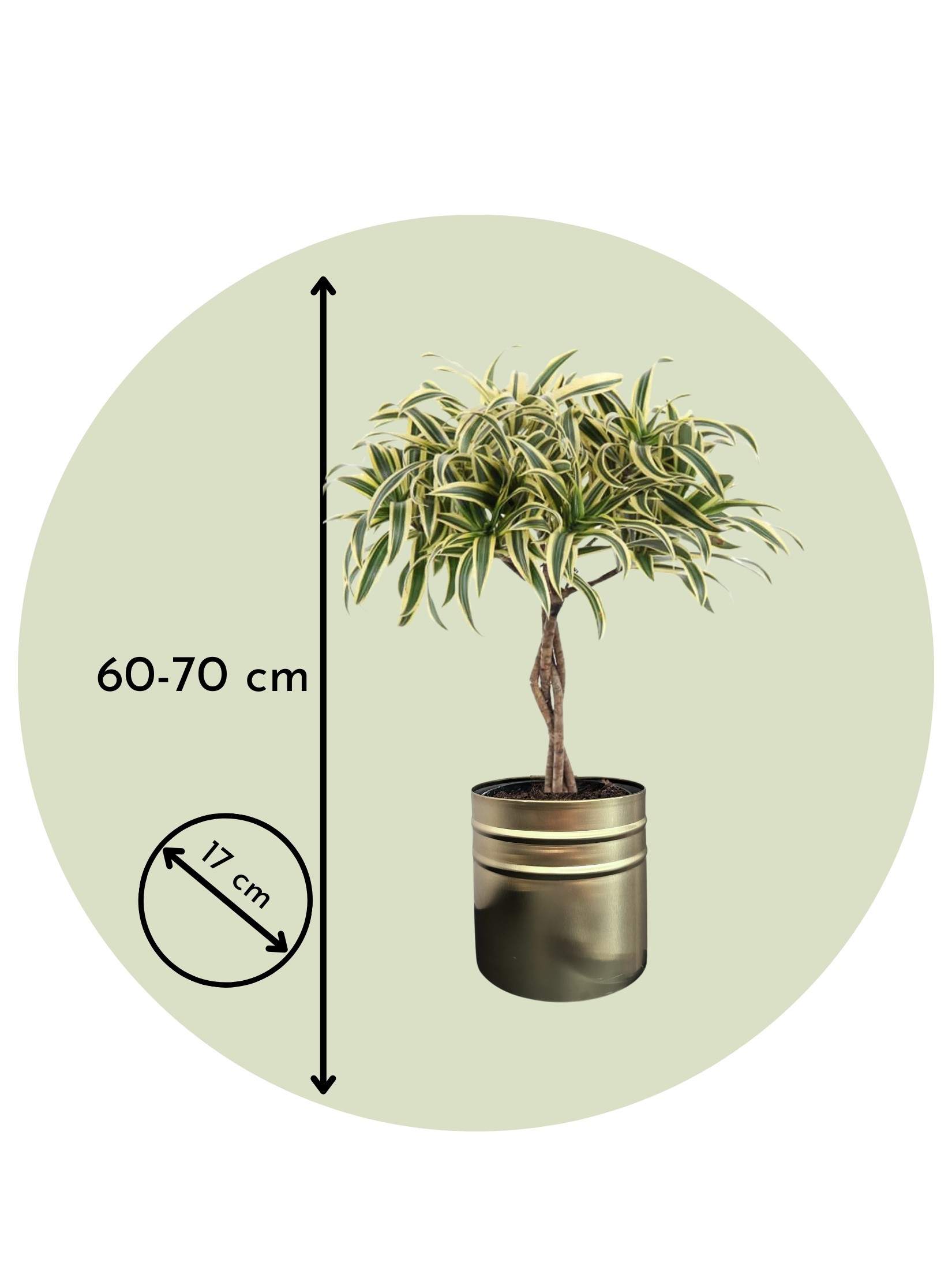 Dracena Reflexa 