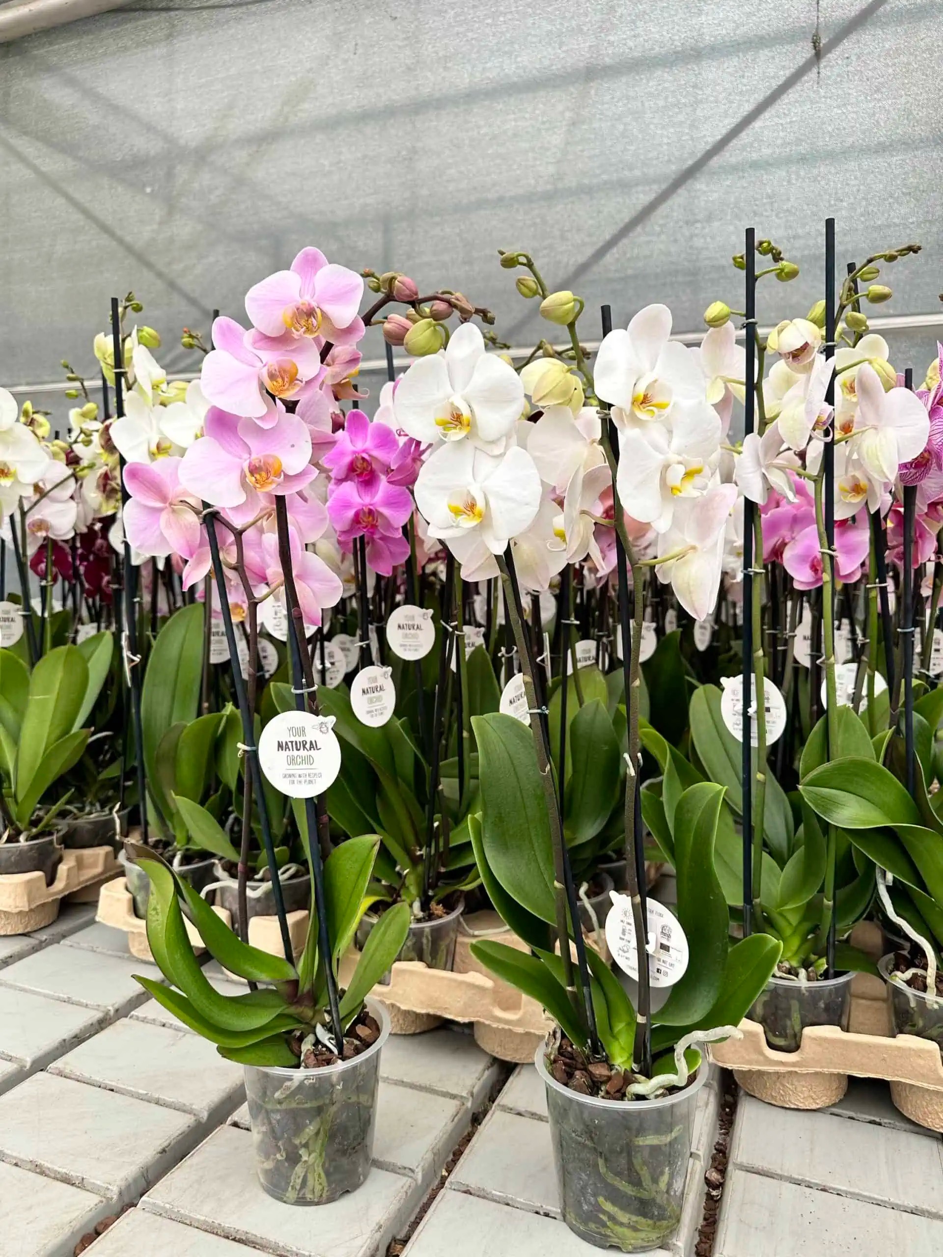 Çift Dallı Beyaz Orkide (Pembe Gözlü)- (Phalaenopsis )İthal Premium -XL