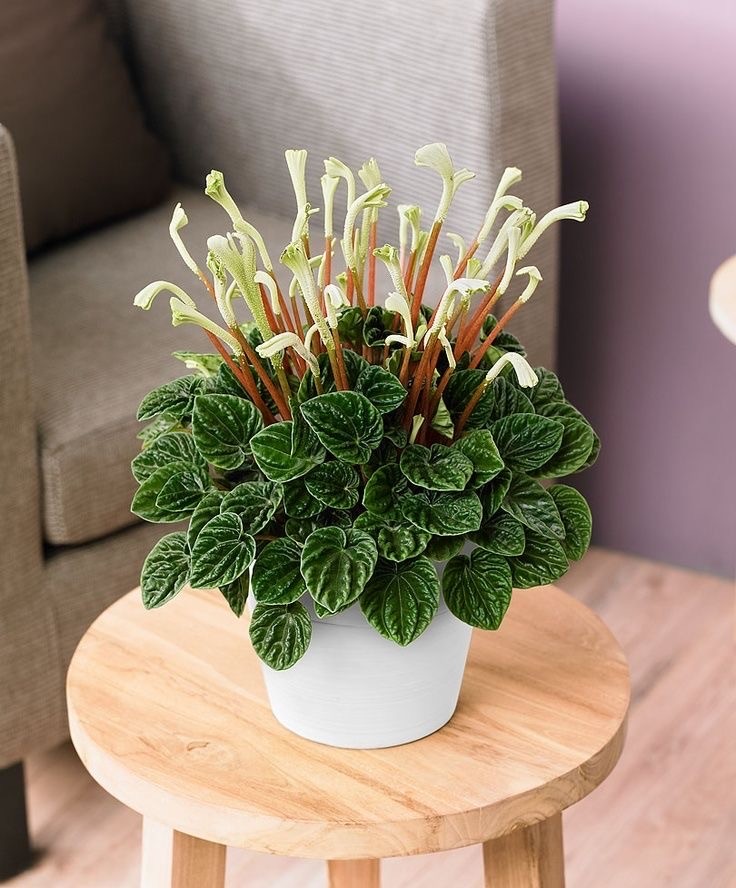 Peperomia caperata lilian