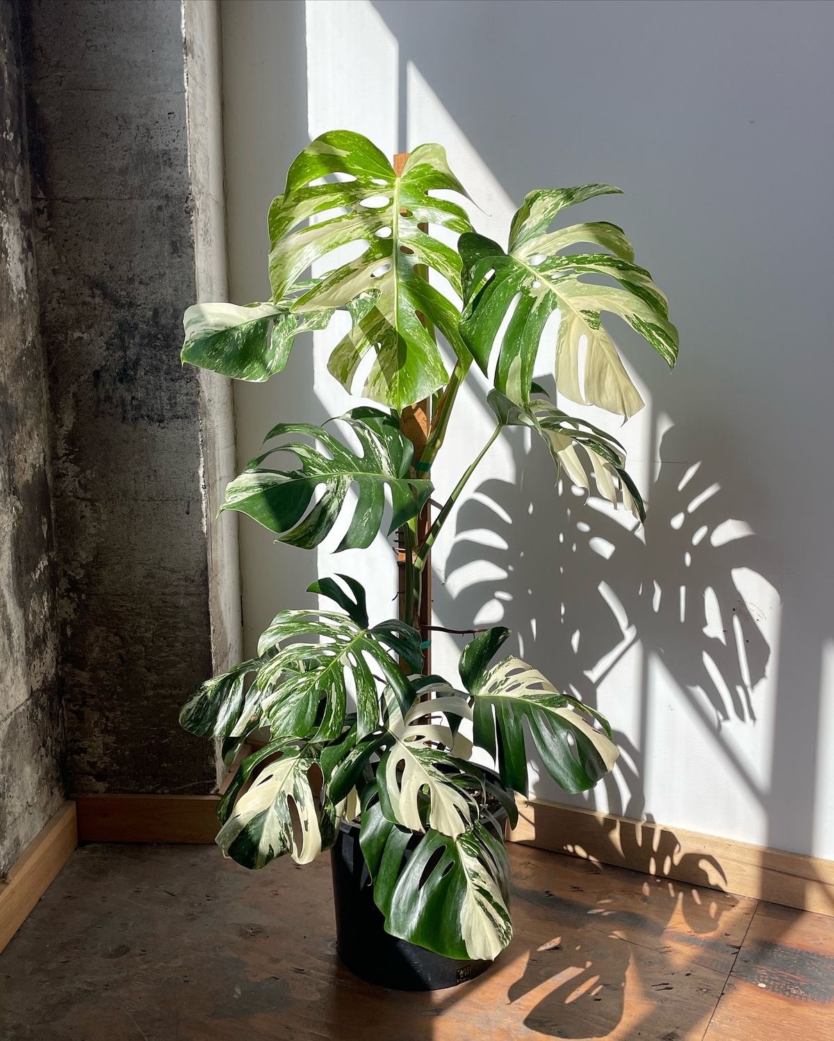Monstera Deliciosa Variegata   (Nadir Tür)