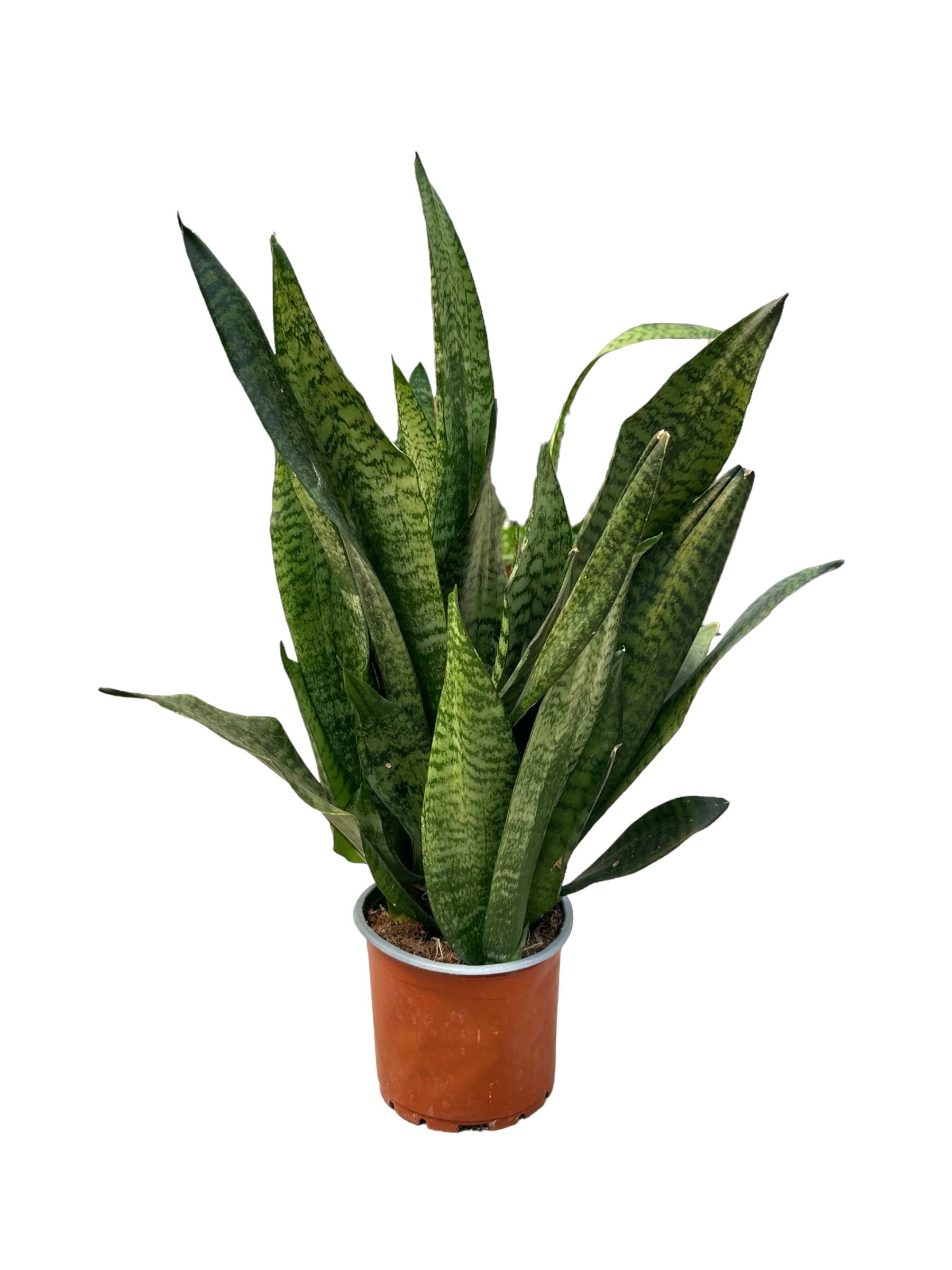 Havayı Temizleyen Bitki Seti (120 cm areka palmiyesi-pathos scindapsus- sanseveria zeylenica 50 cm)