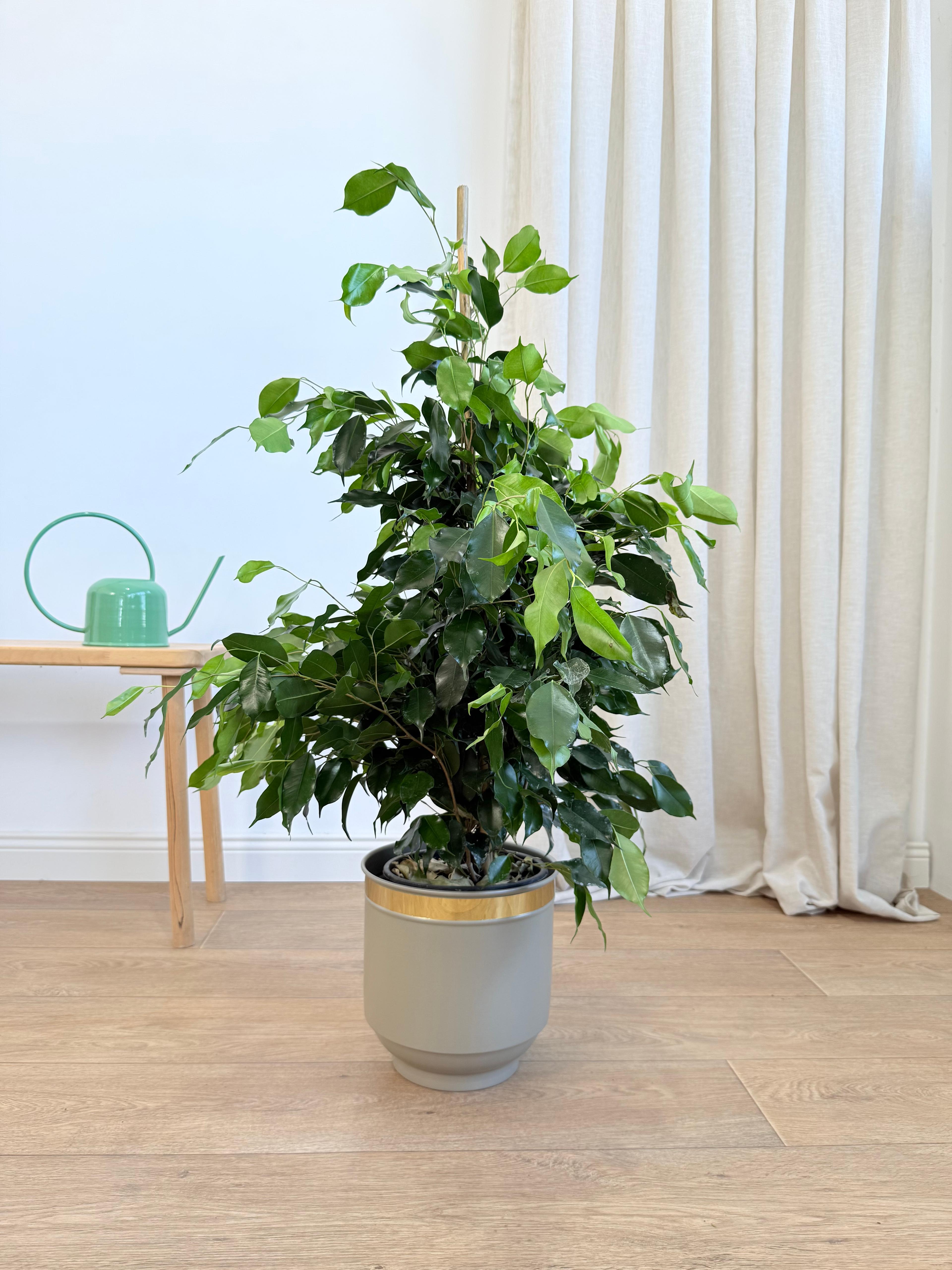 Ficus Benjamin Danielle 100-110 cm (Koyu Yeşil Benjamin)