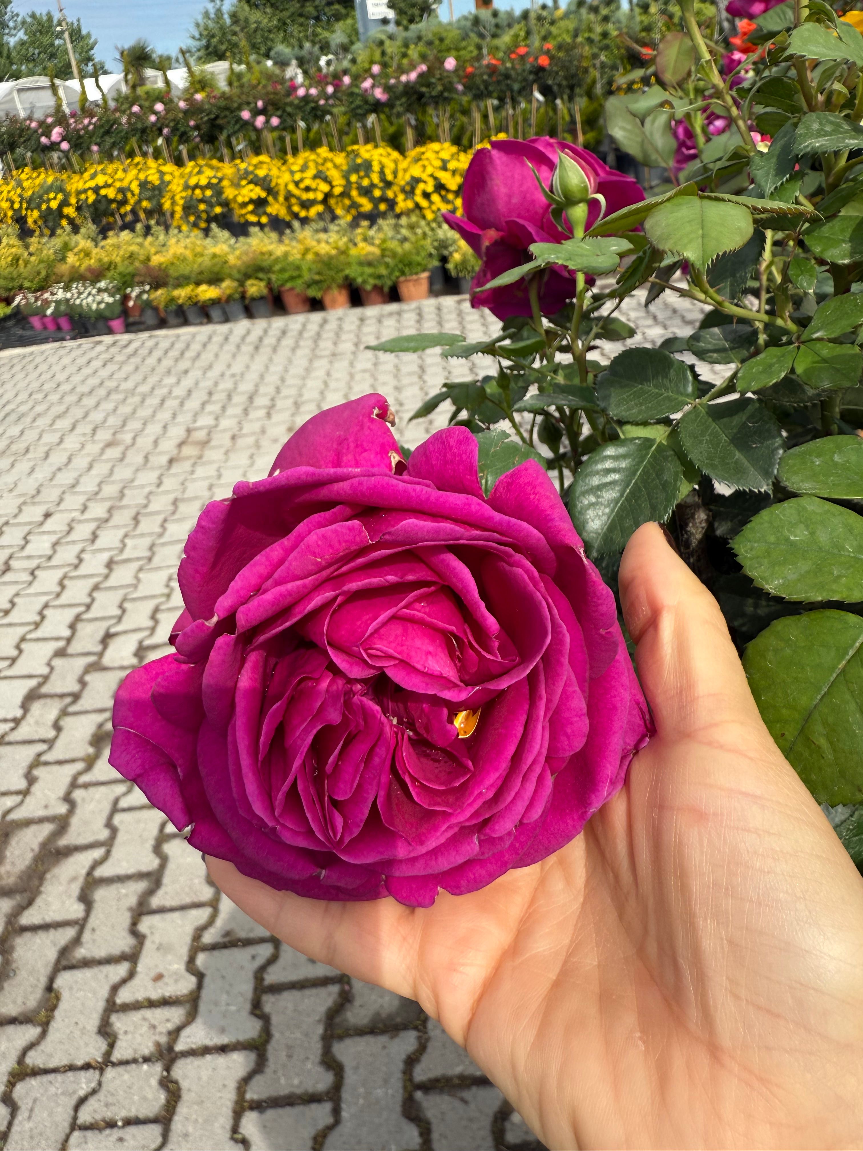 Fur Elise Klasik Gül – 50-60 cm, Çok Köklü, Koyu Pembe Renkli (20 cm Saksıda)