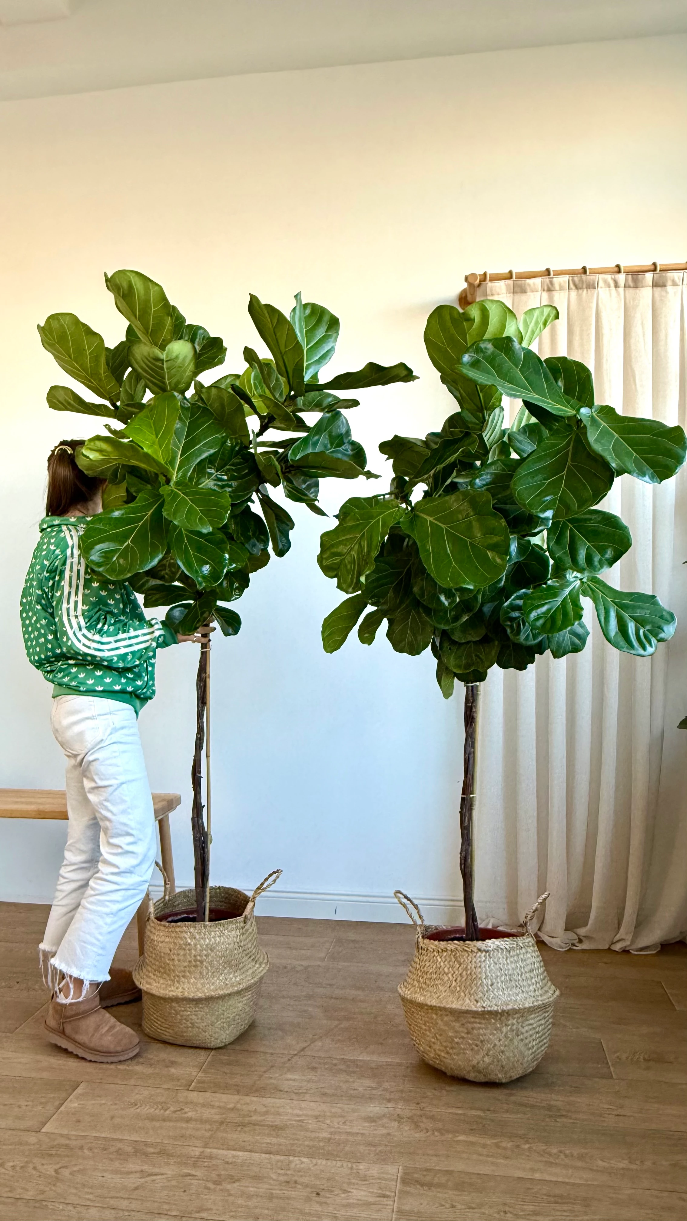 Lyrata Örgülü 160-180 cm