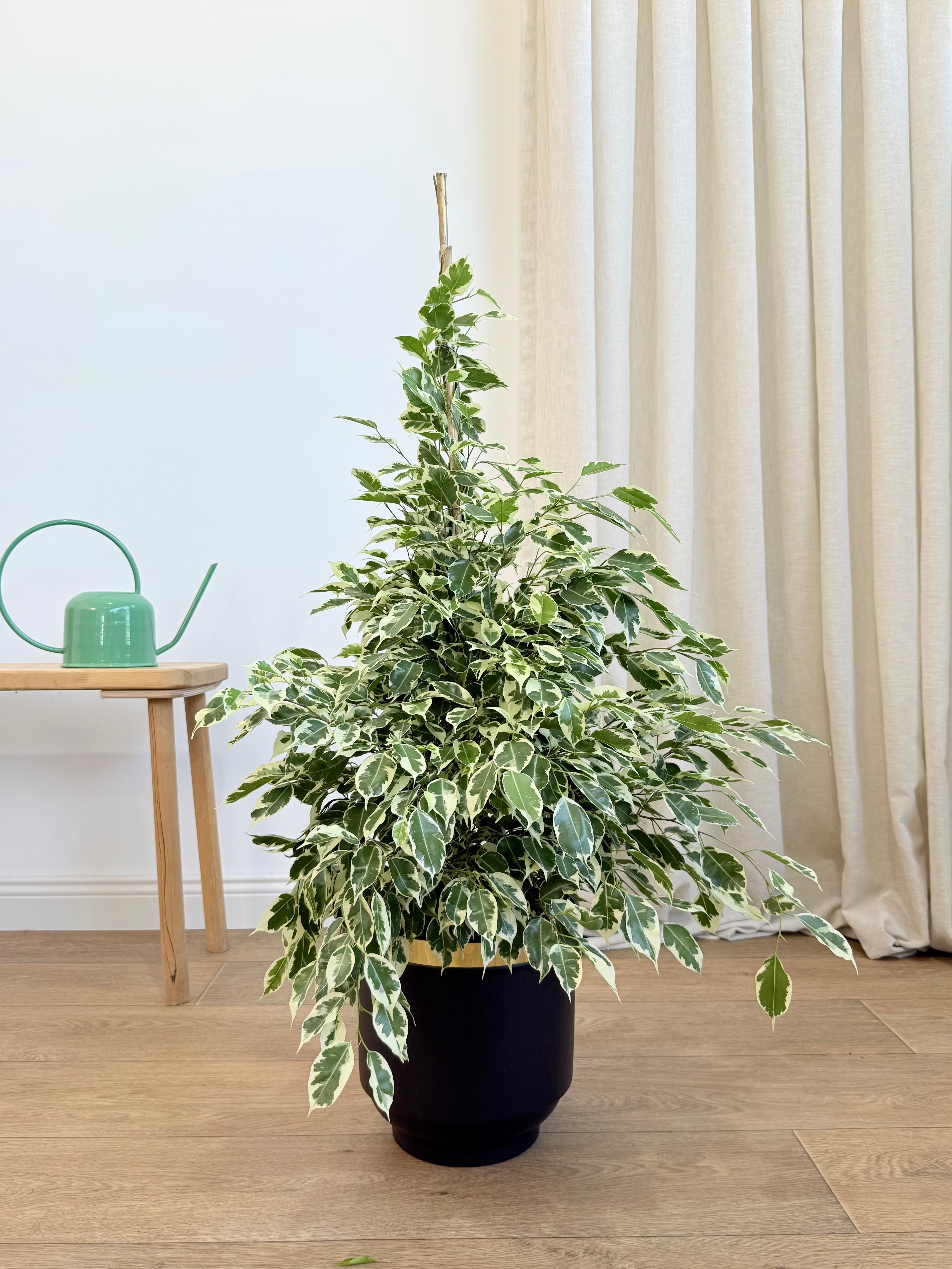 Ficus Benjamin Alacalı Yeşil-Beyaz (Ficus Benjamin Golden King) 100-110 cm