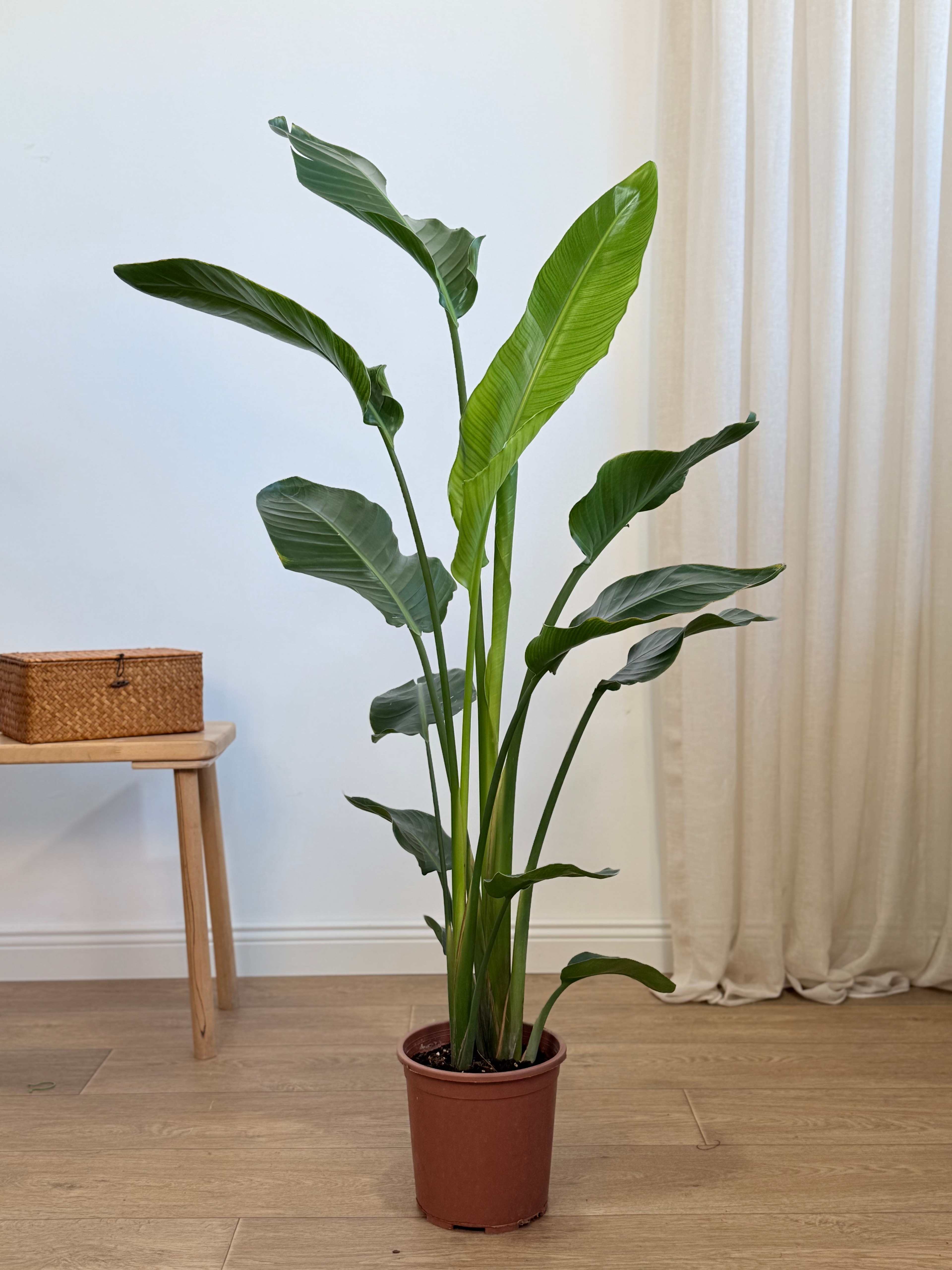 Starliçe- İki Köklü (120-140 cm)Cennet Kuşu Çiçeği- Strelitzia Nicolai )