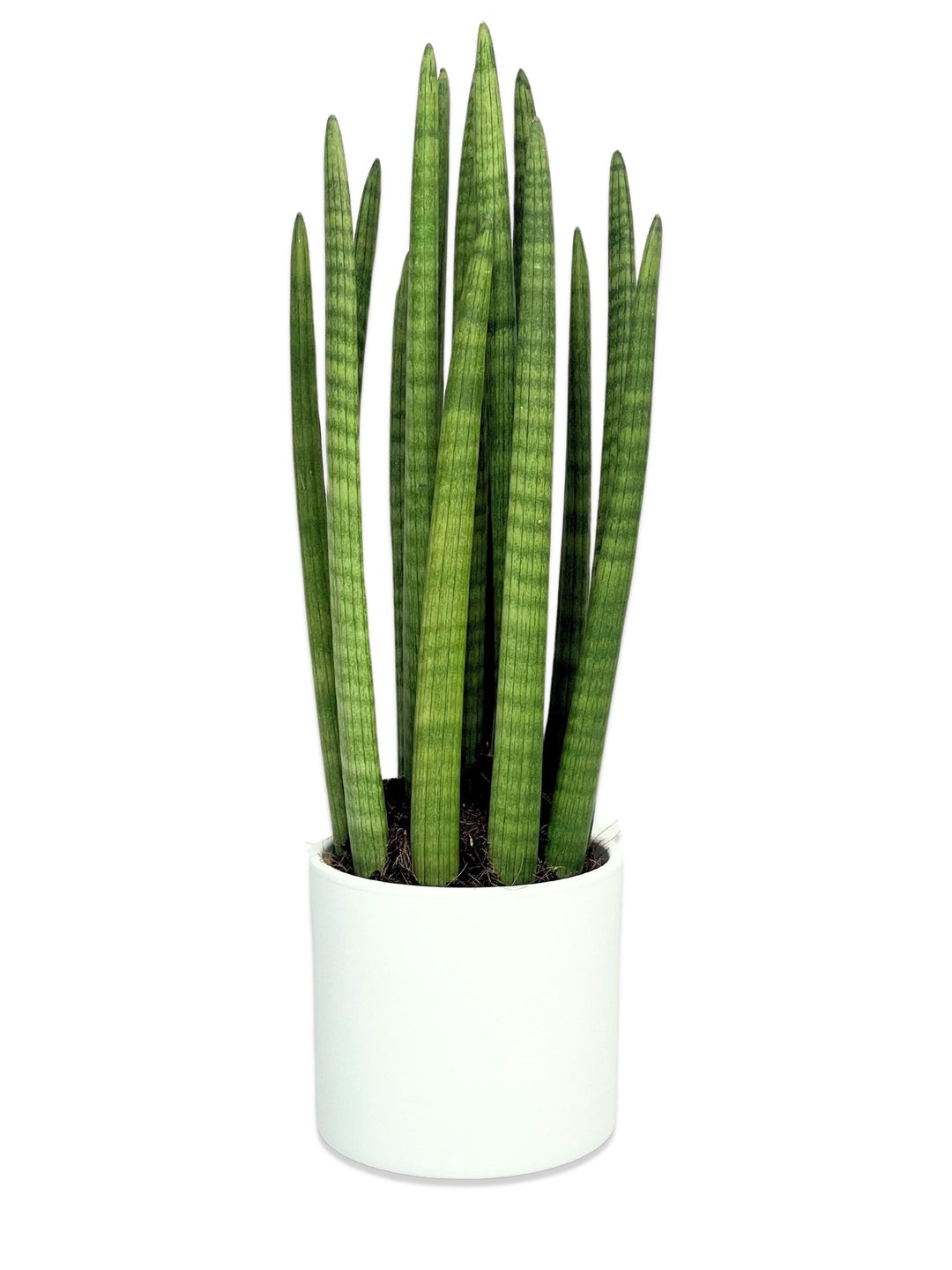 Sansevieria Cylindirica (50 cm)