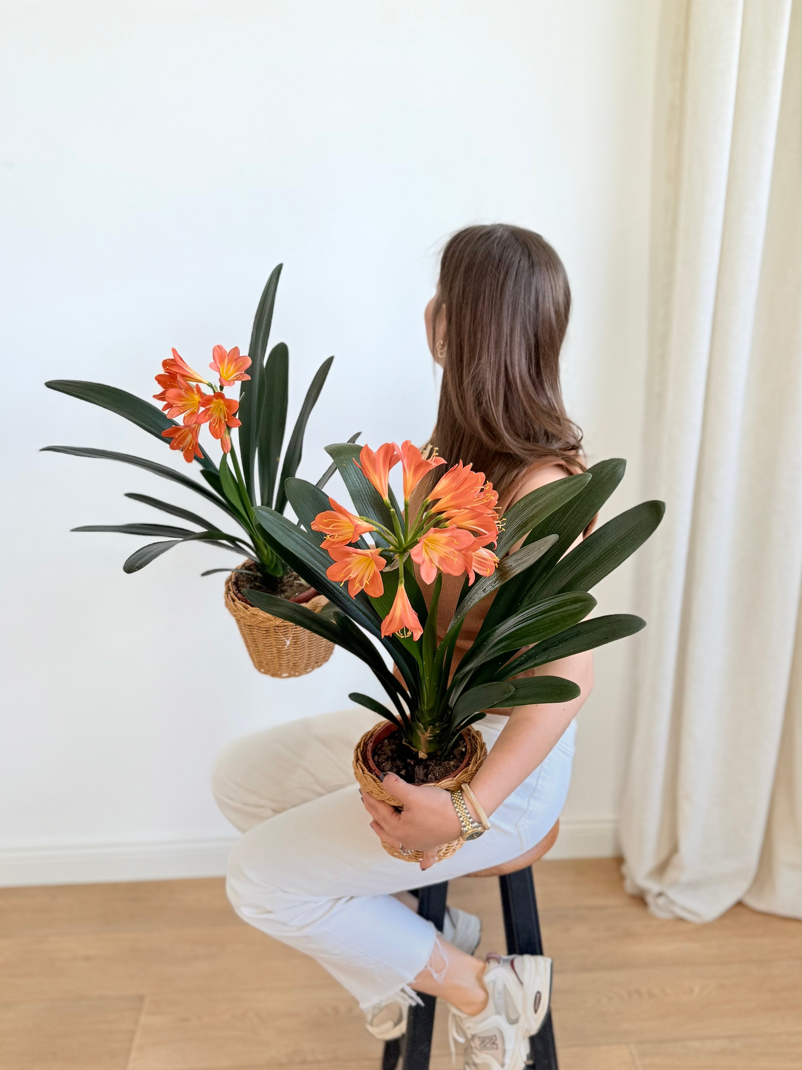 Clivia