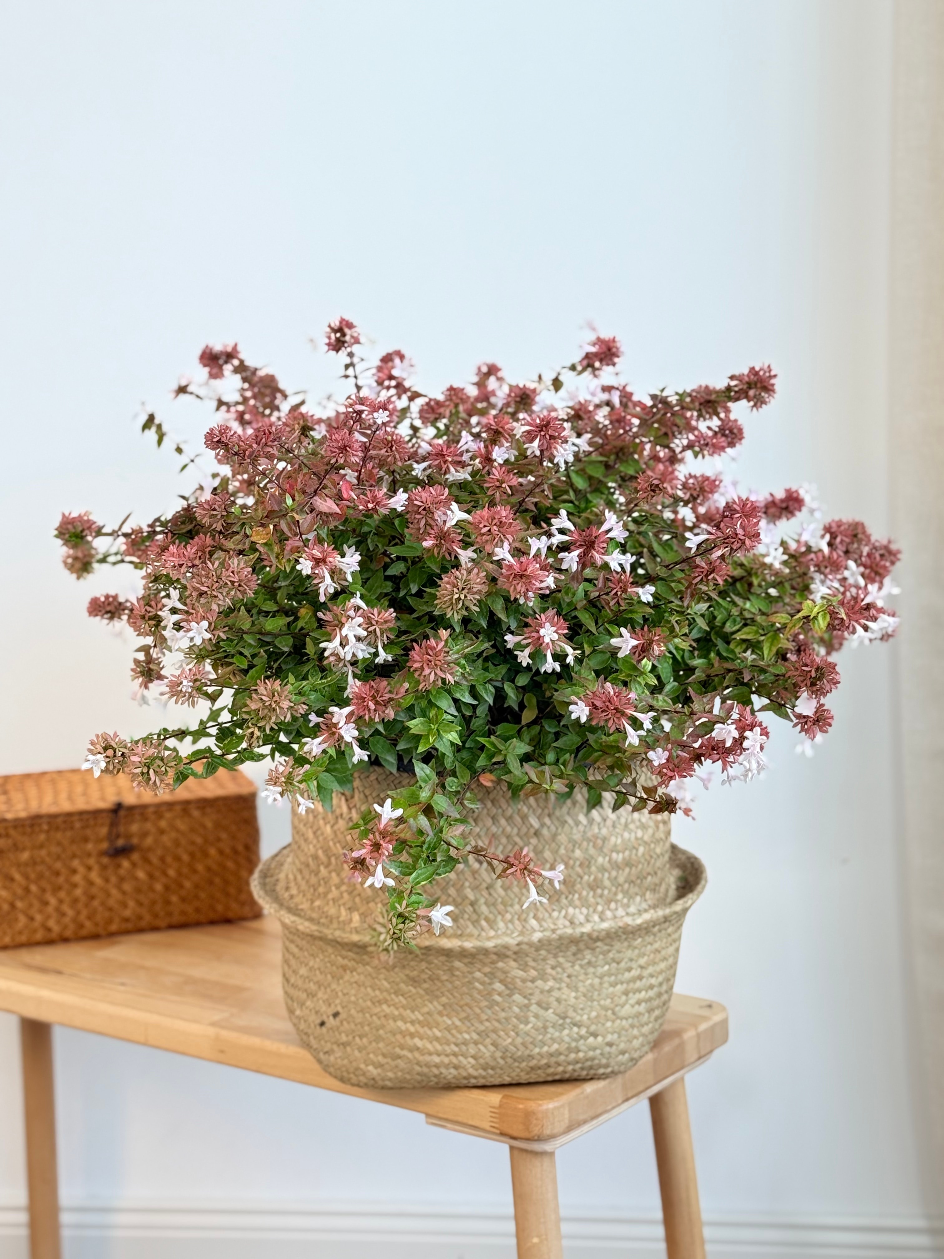 Abelya (Abelia) Pink Güzellik Çalısı