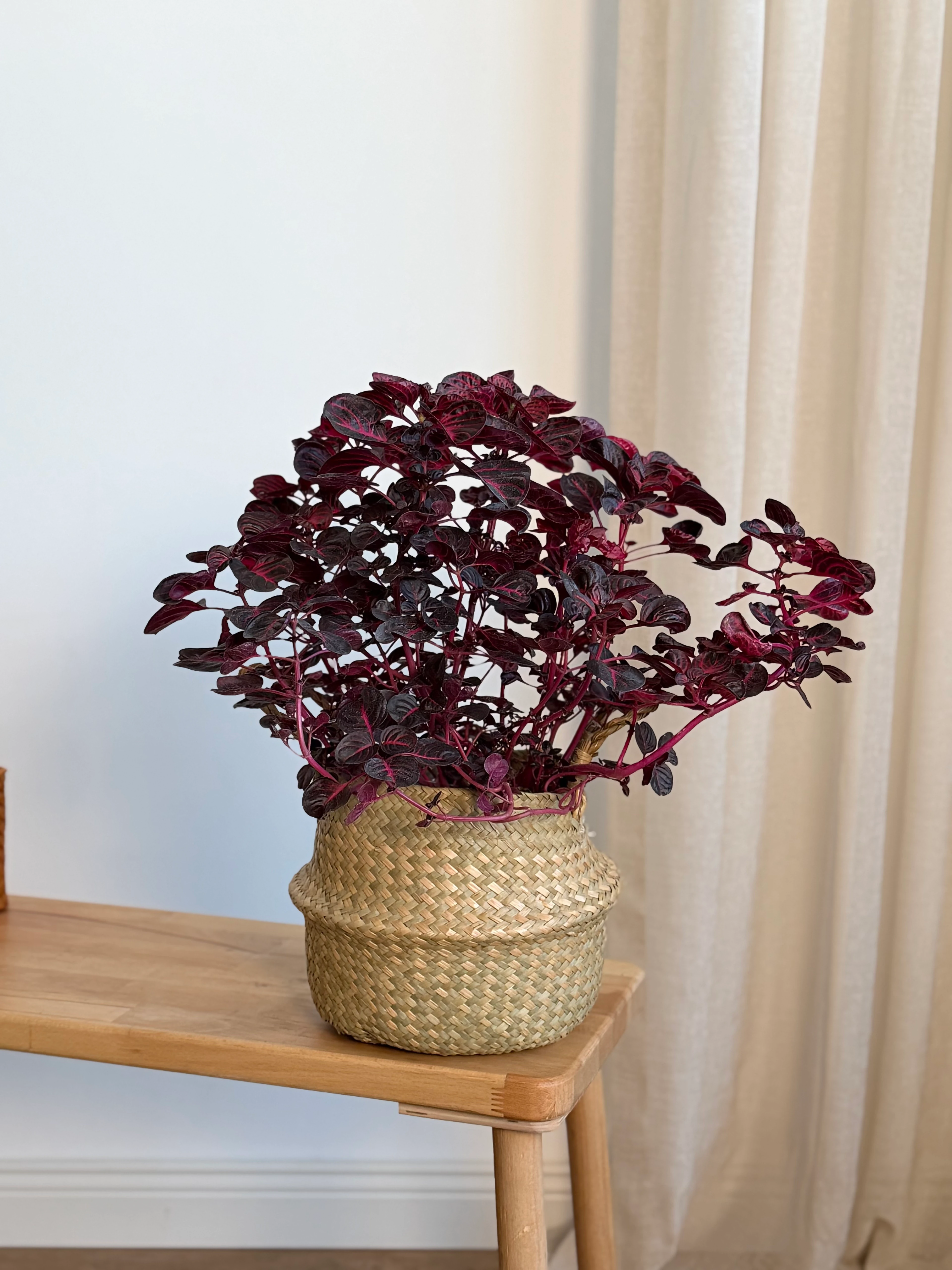 Kızıl Iresine /Kırmızı Papatya (Iresine herbstii)