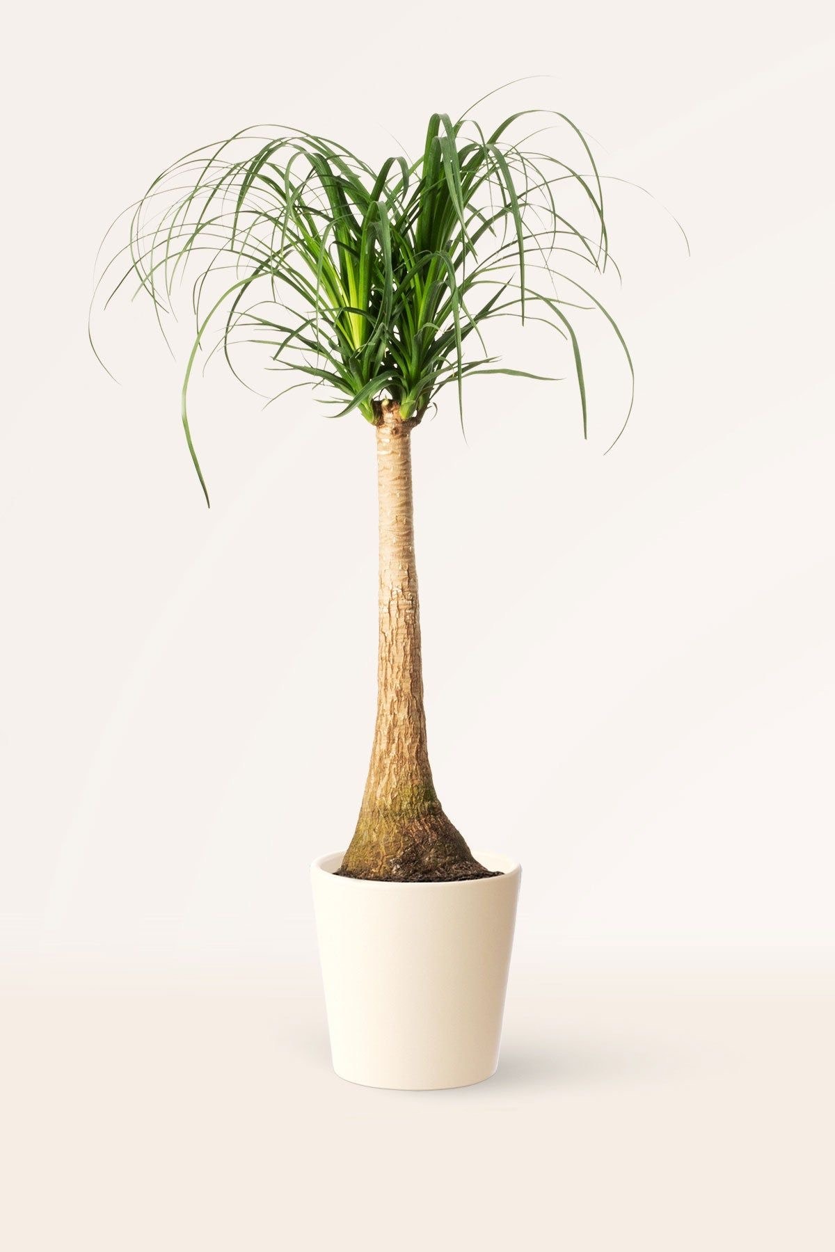  Nolina- Fil Ayağı Bitkisi  (Beaucarnea Recurvata) Büyük Boy