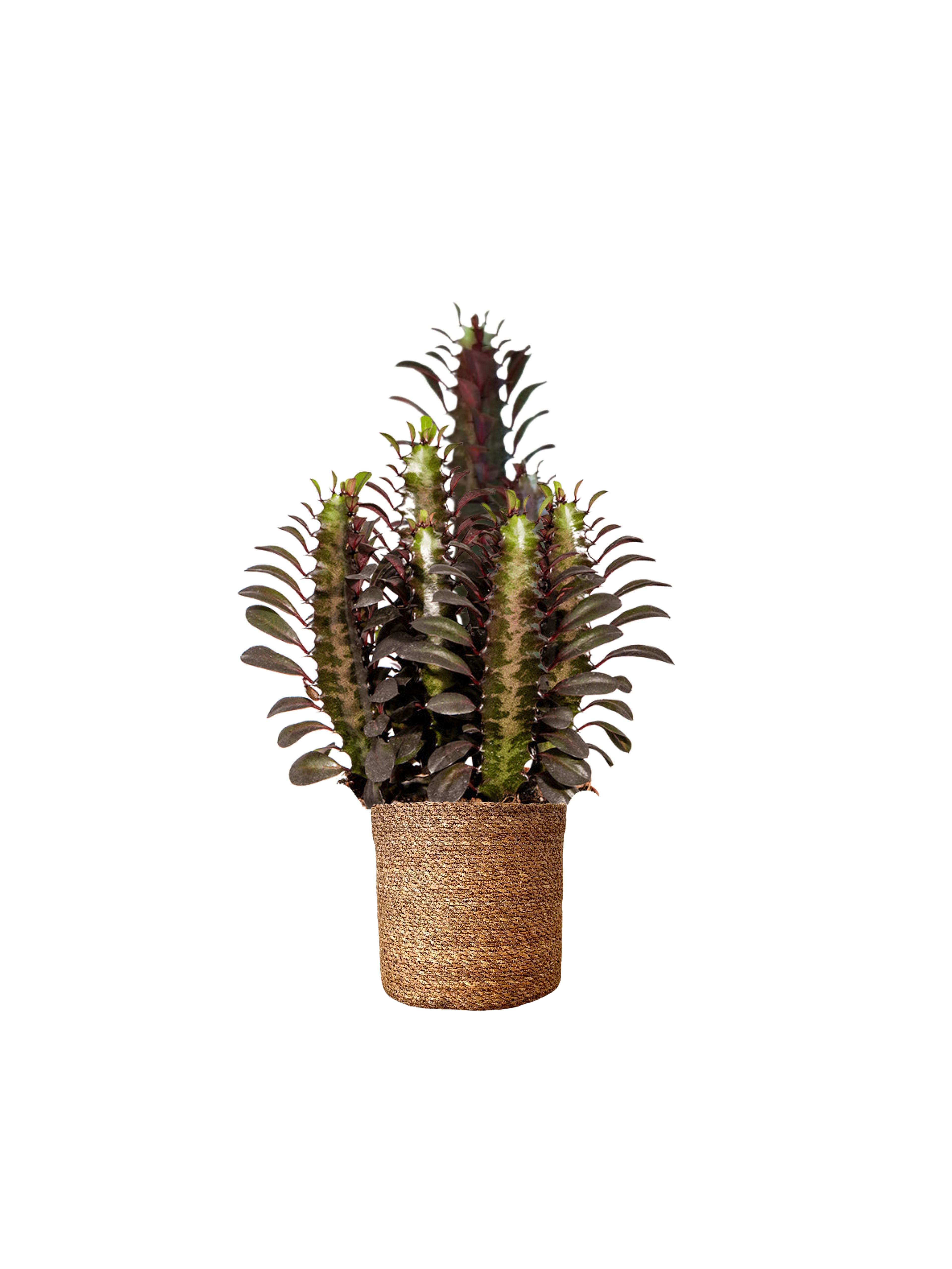 Euphorbia Trigona Rubra (Afrika Süt Ağacı 30-40 cm)