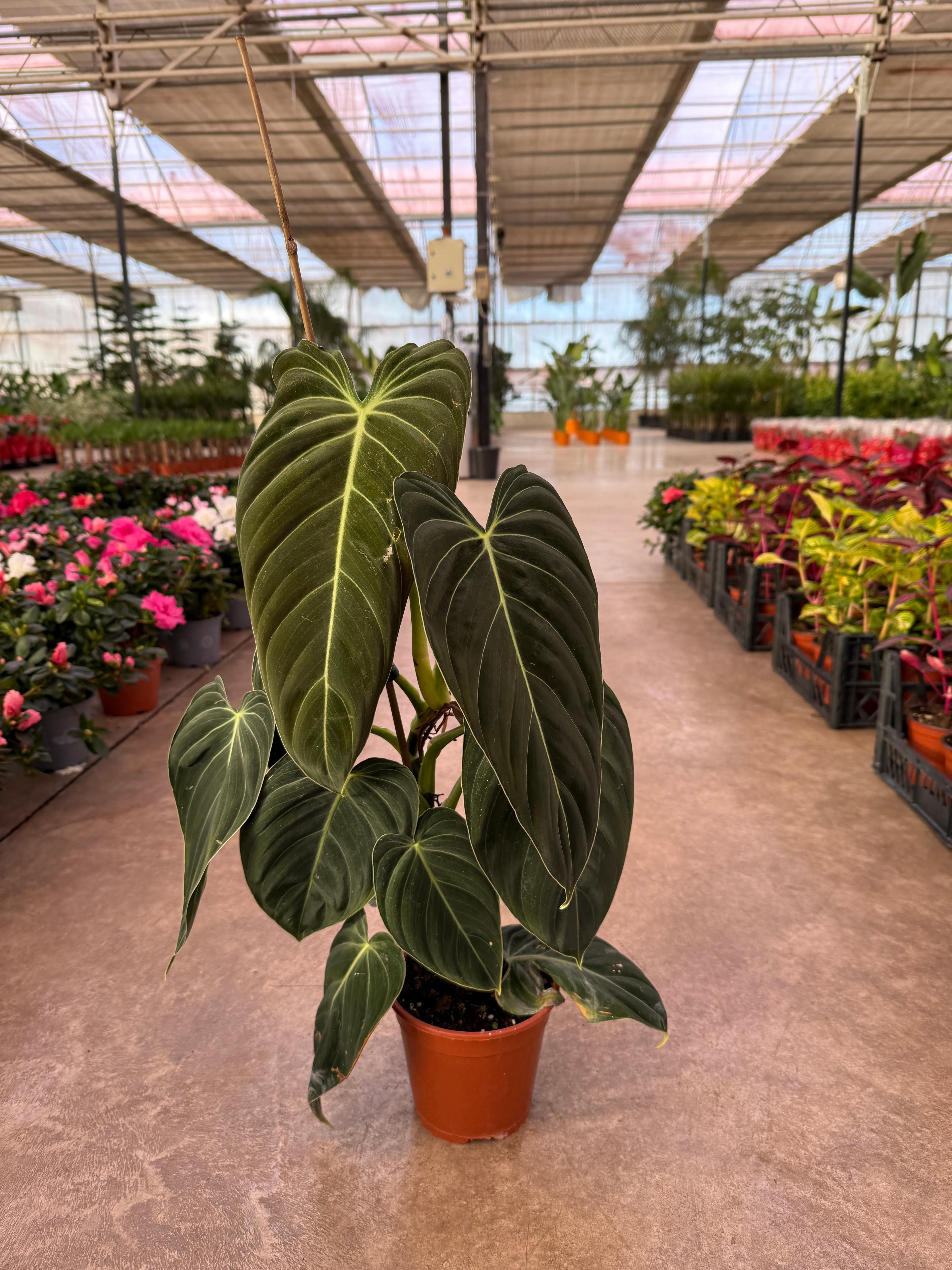 Philodendron Melanochrysum 40-50 cm Özel Tür)