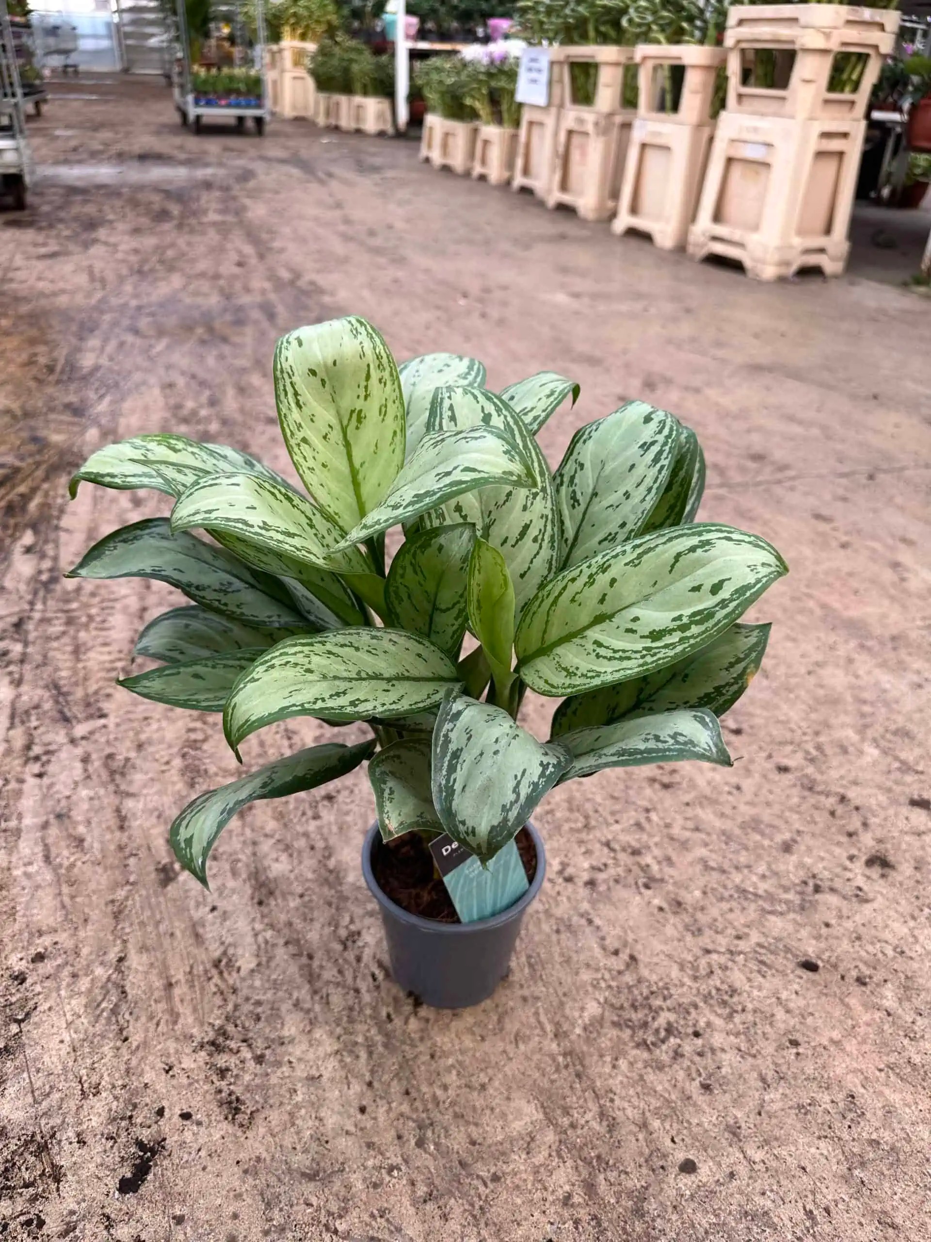 Aglaonema Modestum Hasır Dekoratif Saksıda