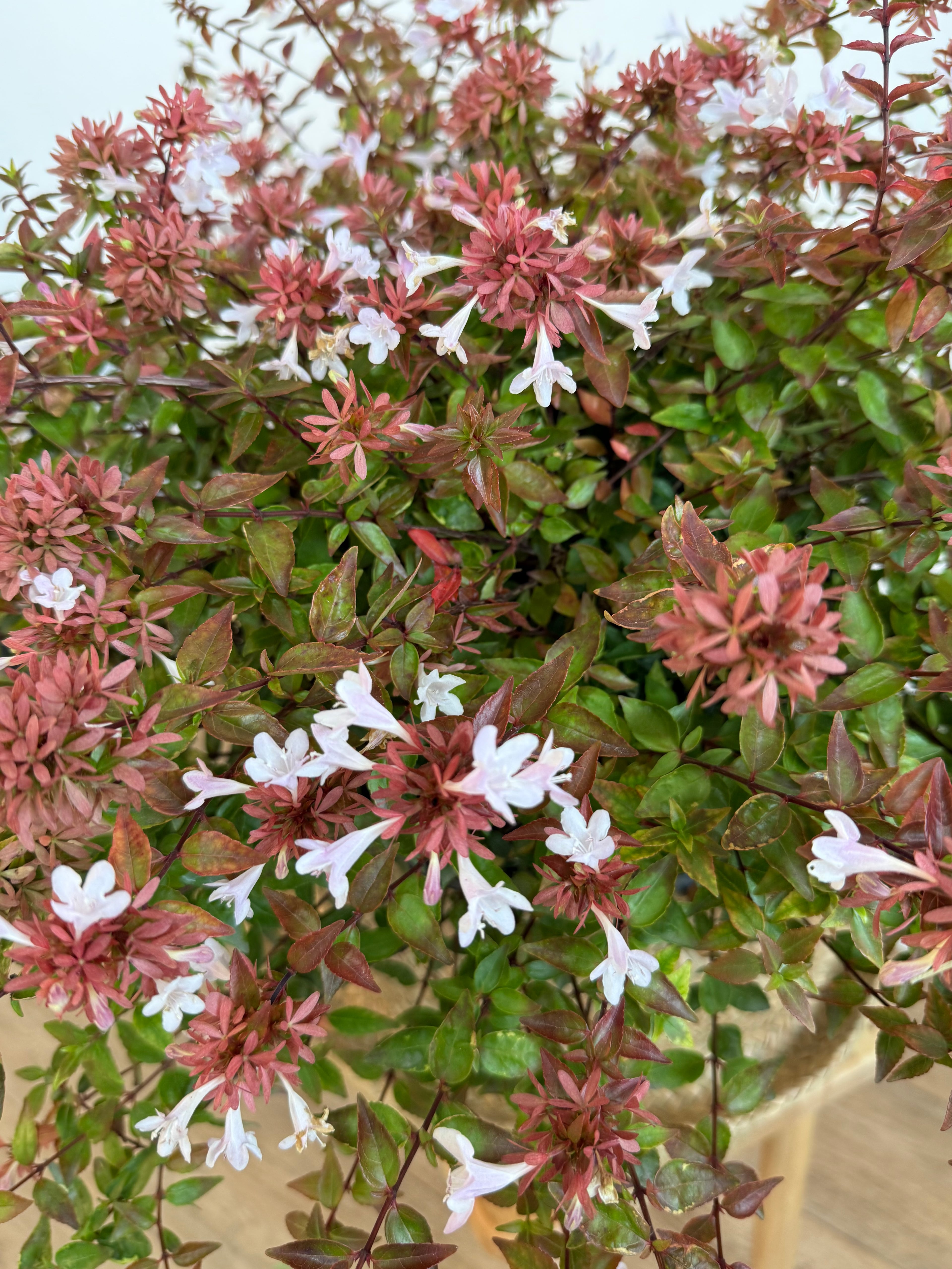 Abelya (Abelia) Pink Güzellik Çalısı