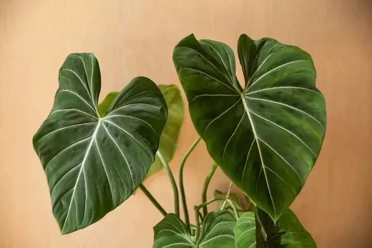 philodendron gloriosum (özel tür)