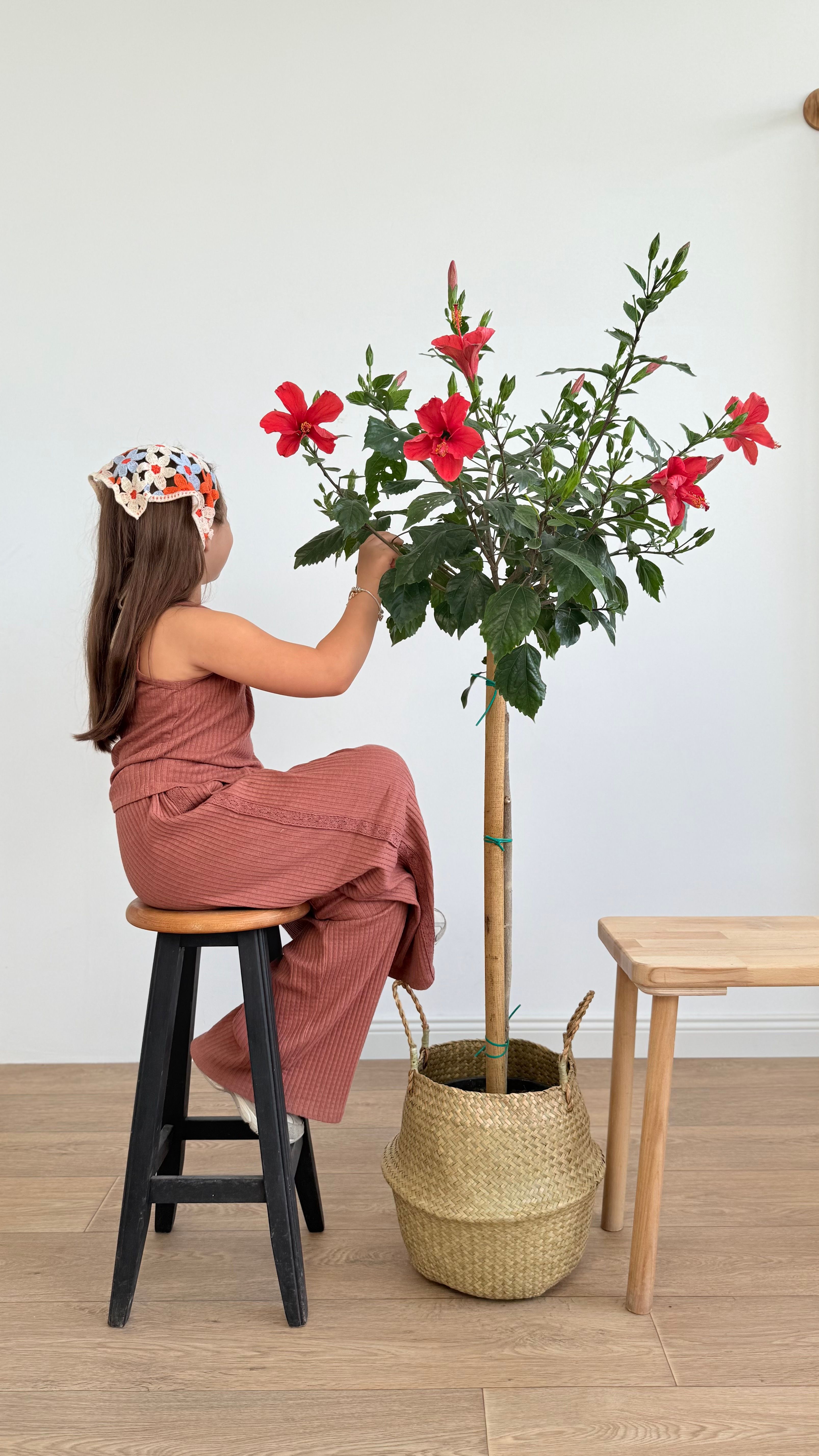 Japon Gülü Kırmızı 160-180 cm /Hibiskus-Hibiscus Rosa Sinensis
