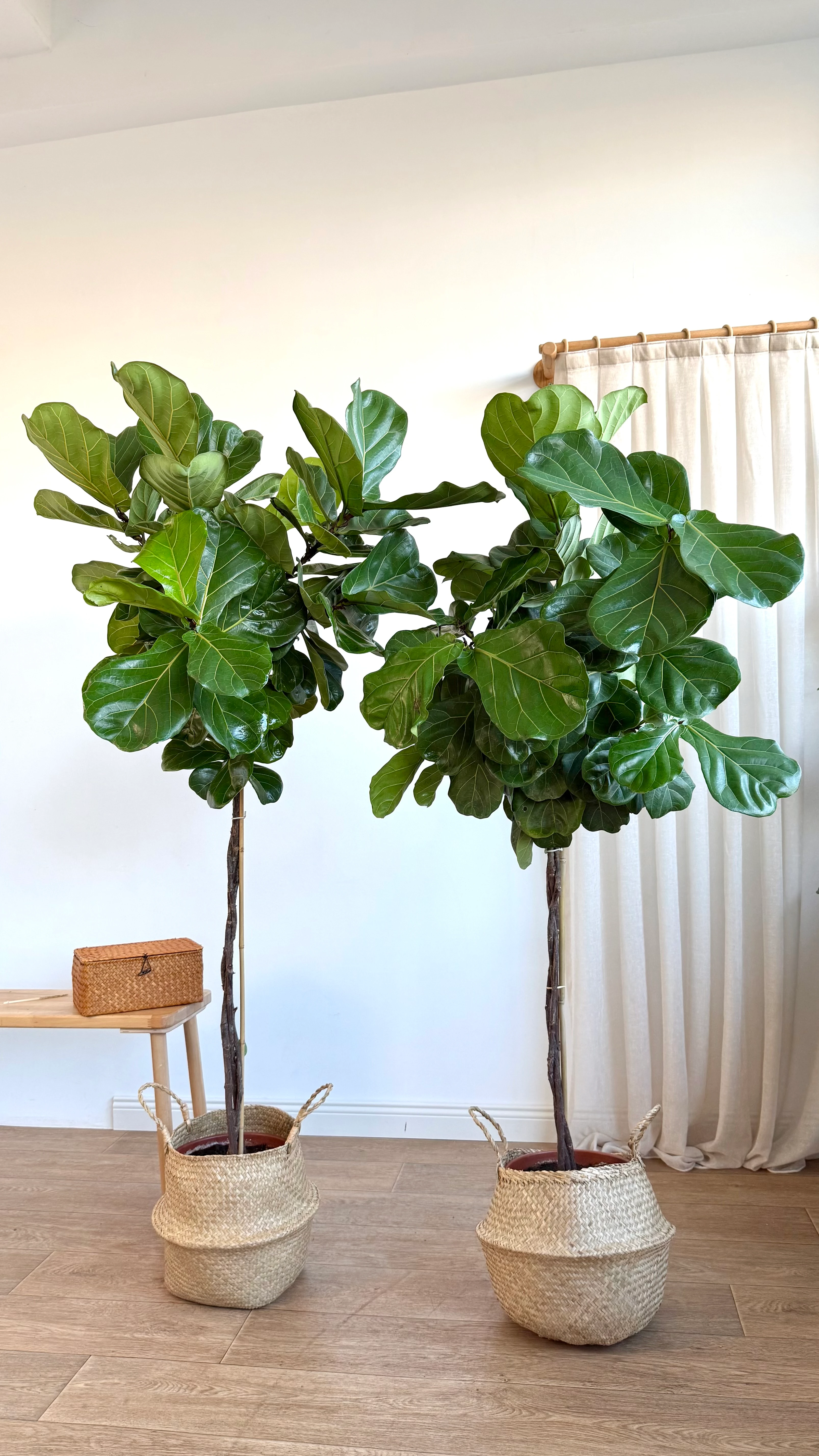 Lyrata Örgülü 160-180 cm