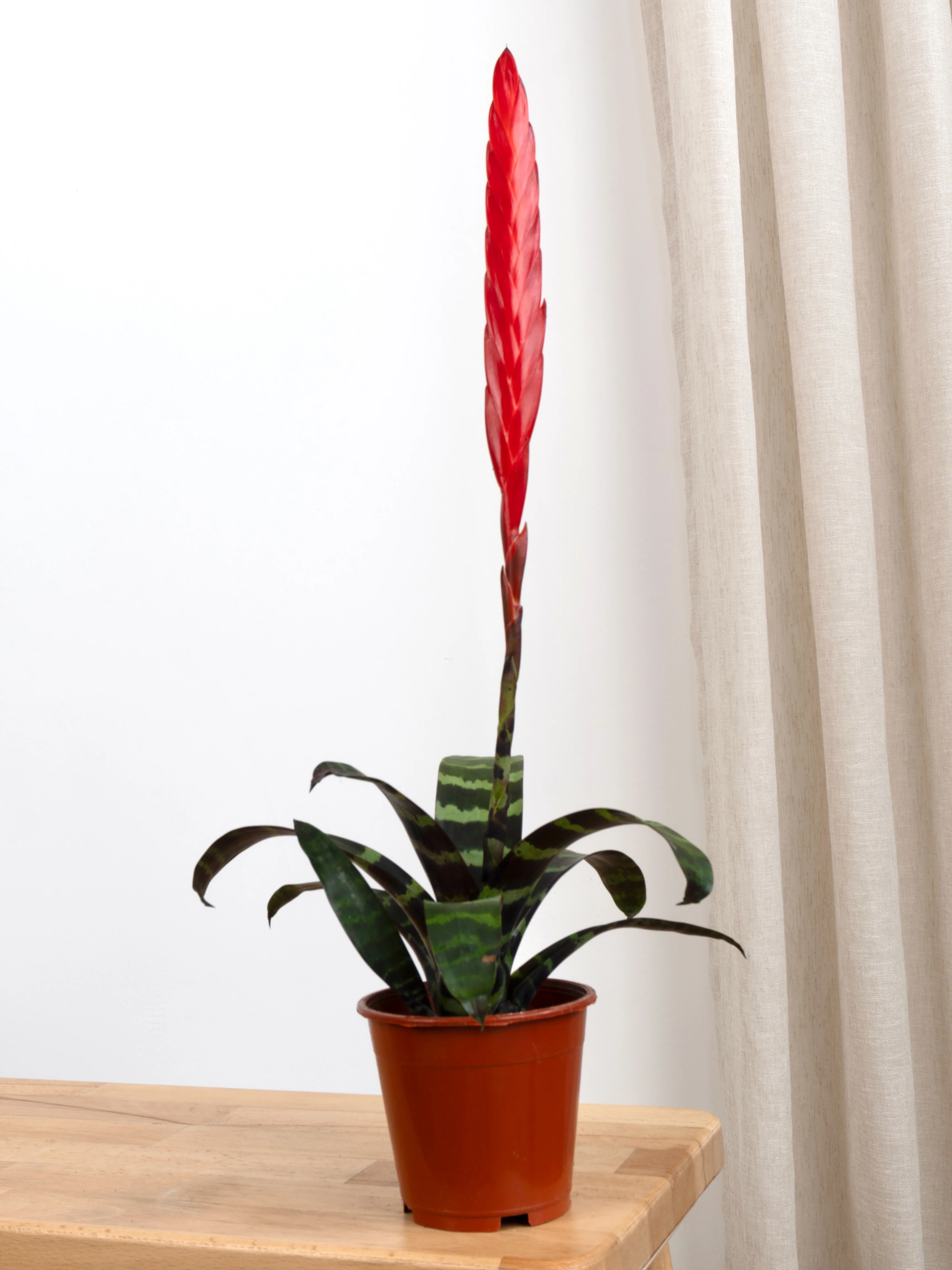 Vriesea Zebra (Alev Bitkisi)