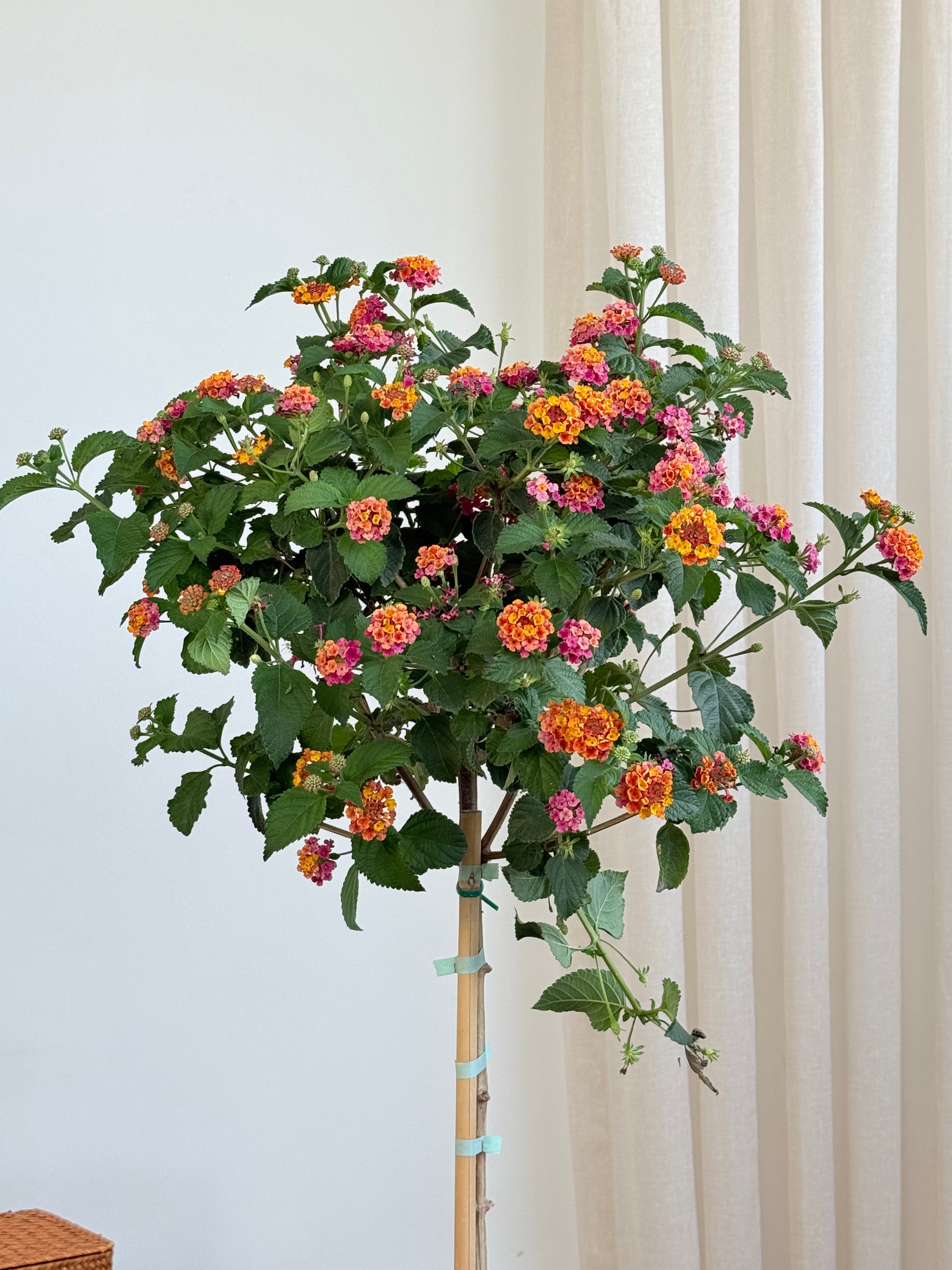 Ağaç Formu Mine Tijli  130-140 cm (Lantana Camara)