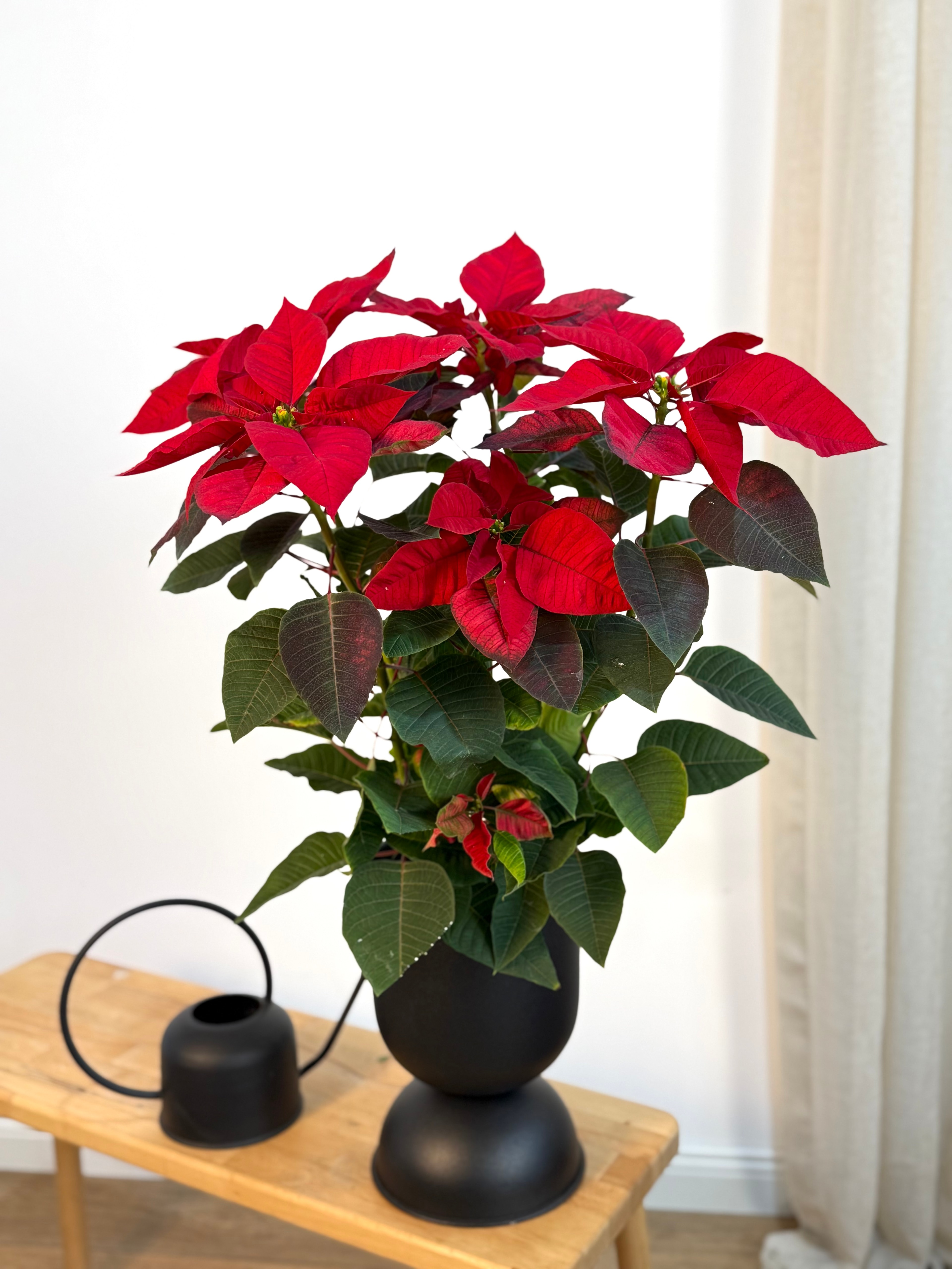 Poinsettia XXL 60-70 cm