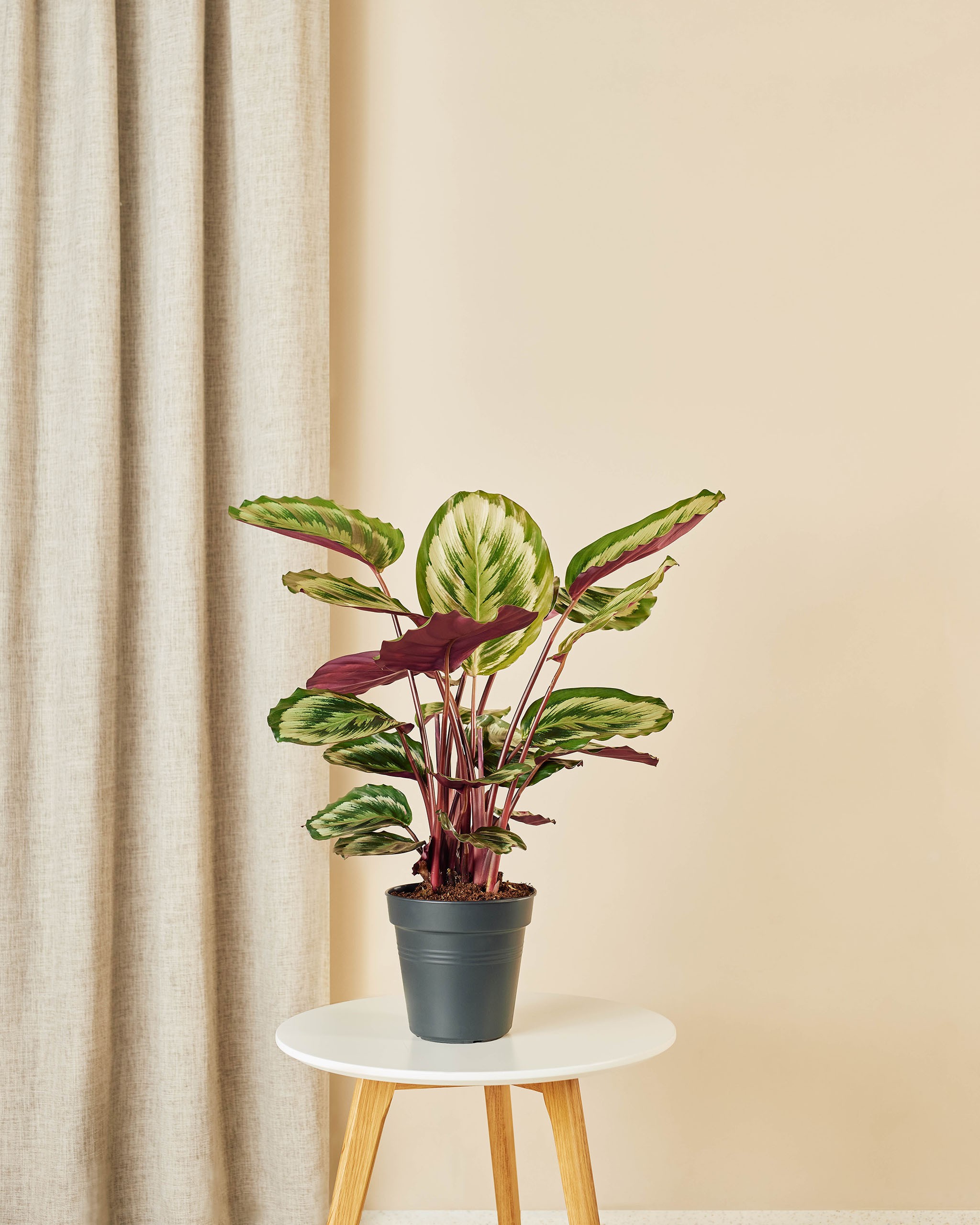 Calathea Üçlü Set ( Medalion-Maranta -Rufibarba)