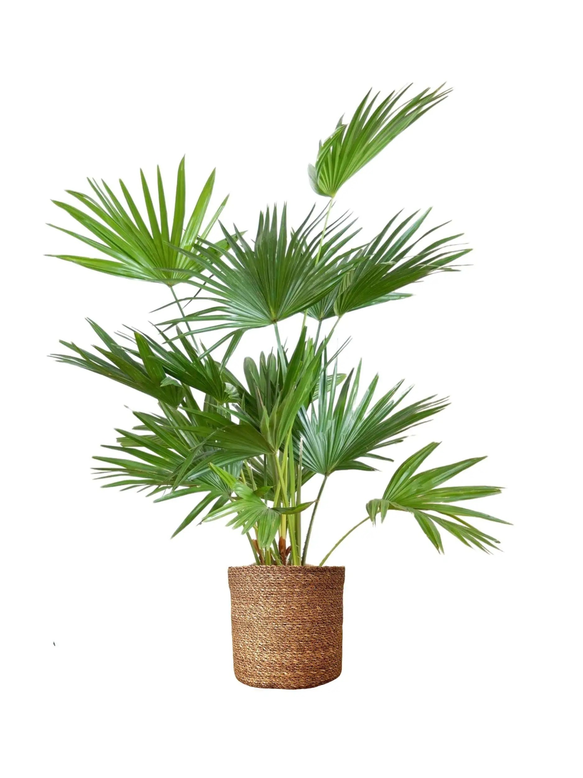 Livistona 70-80 cm