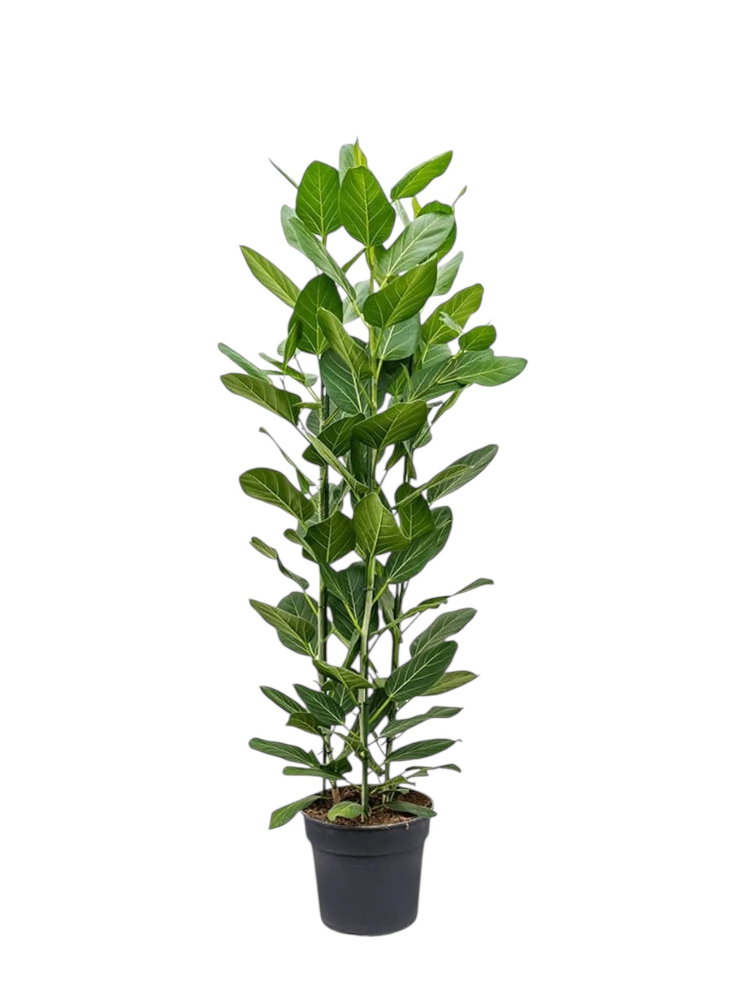 Ficus Çok Köklü Audrey 130-140 (İthal Premium)