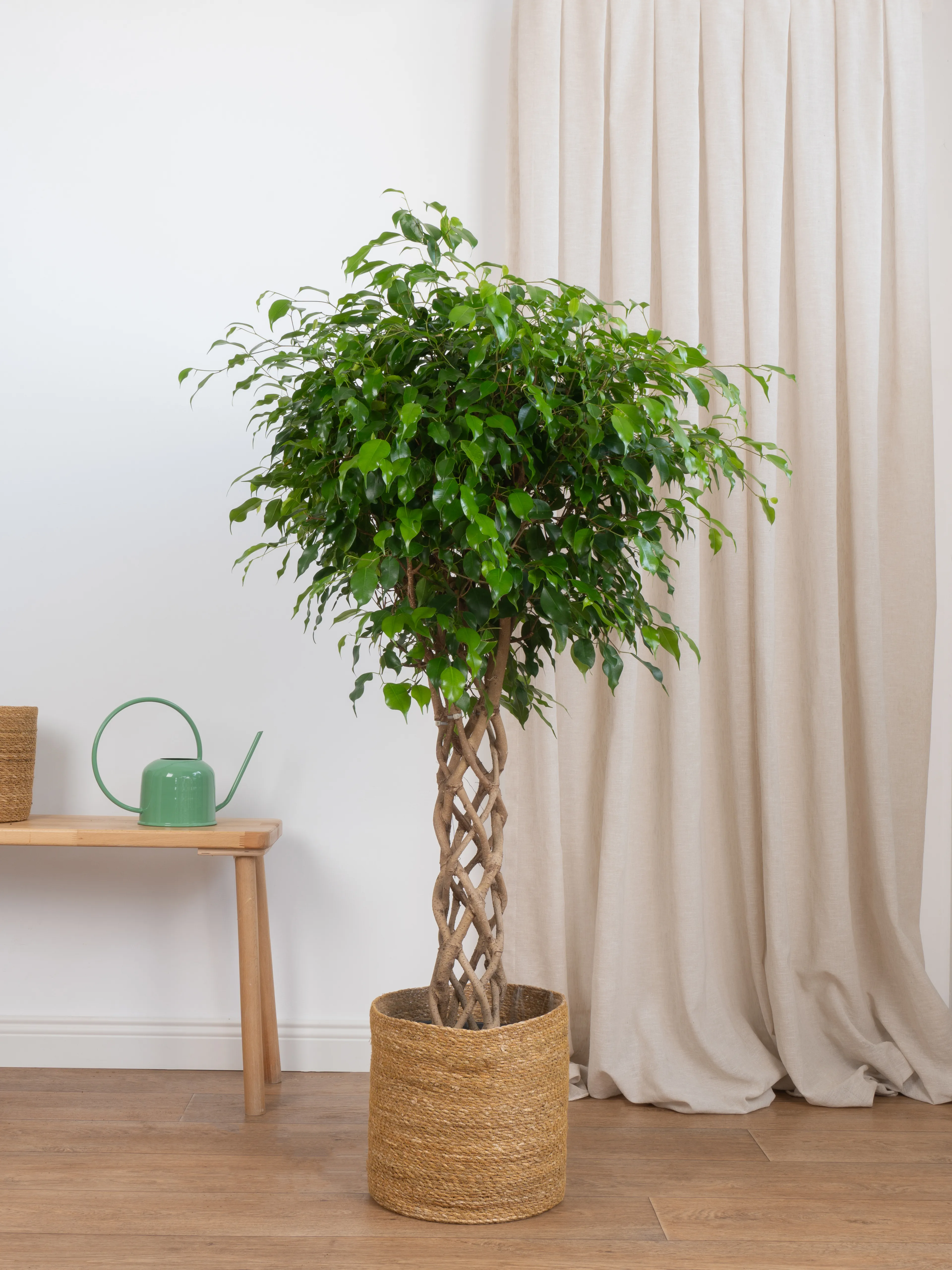 Benjamin Örgülü Kafes Ağlayan İncir Ağacı (Ficus Benjamin Danielle)