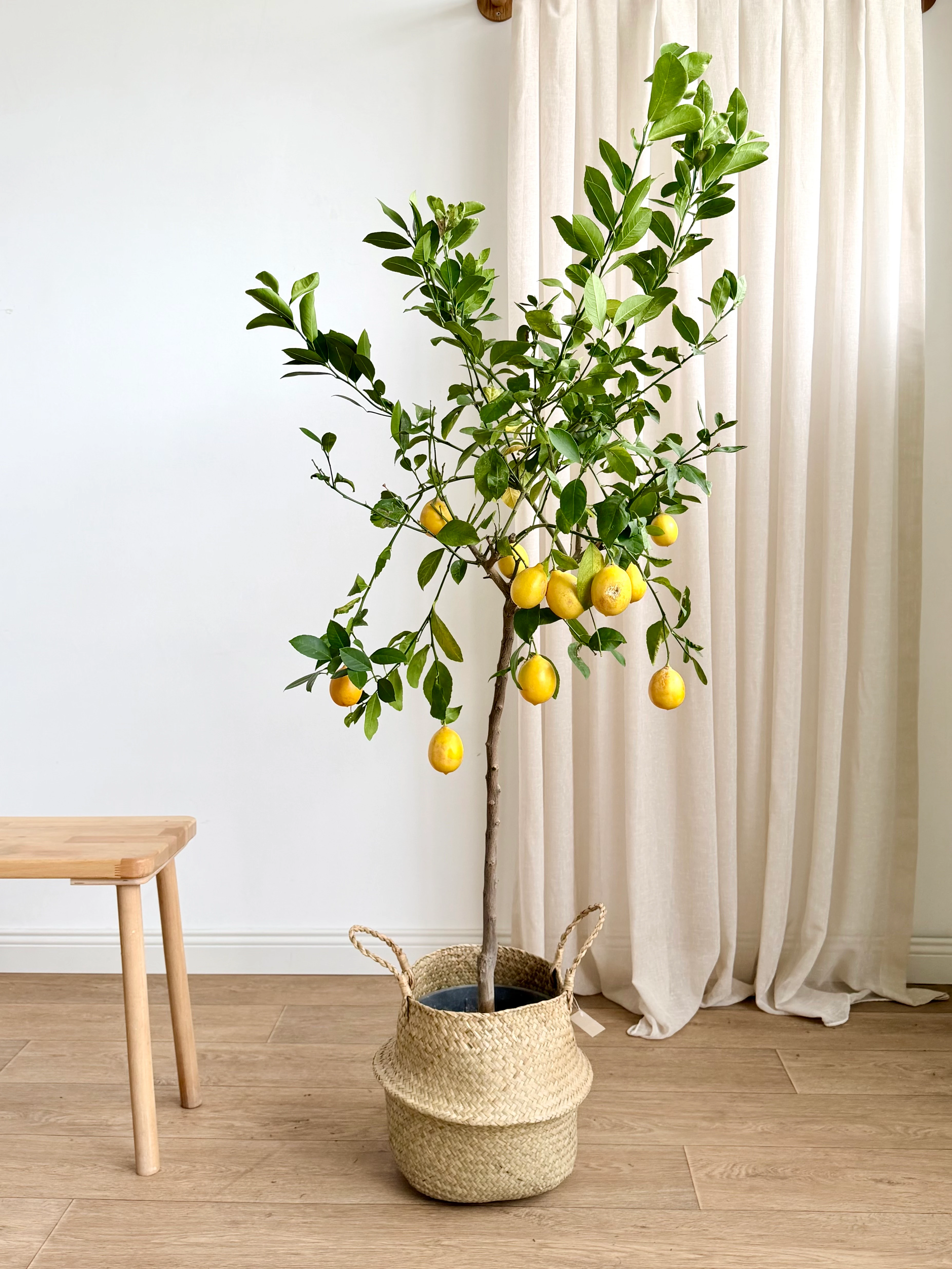 Yediveren Limon Ağacı | Saksıda 140-150 cm