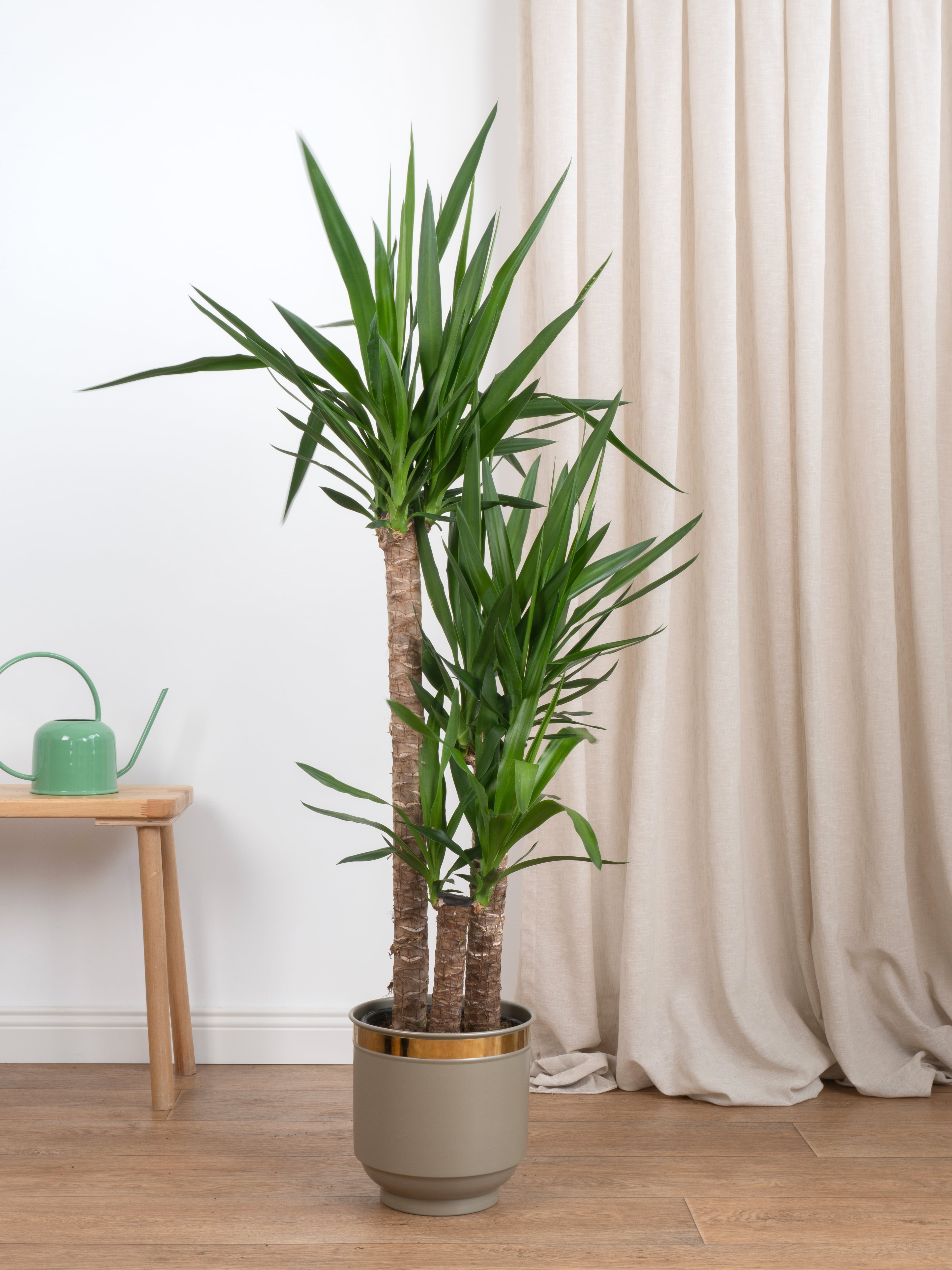 Yucca Üç Kollu (Yuka-130-140 cm )