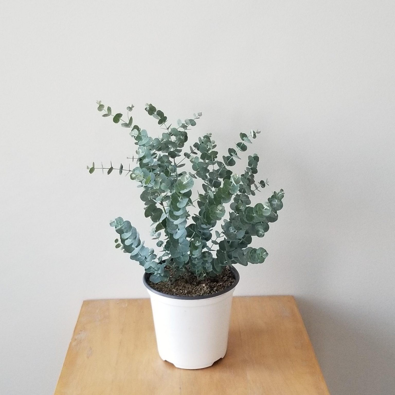 Eucalyptus Cinerea (Okaliptüs)