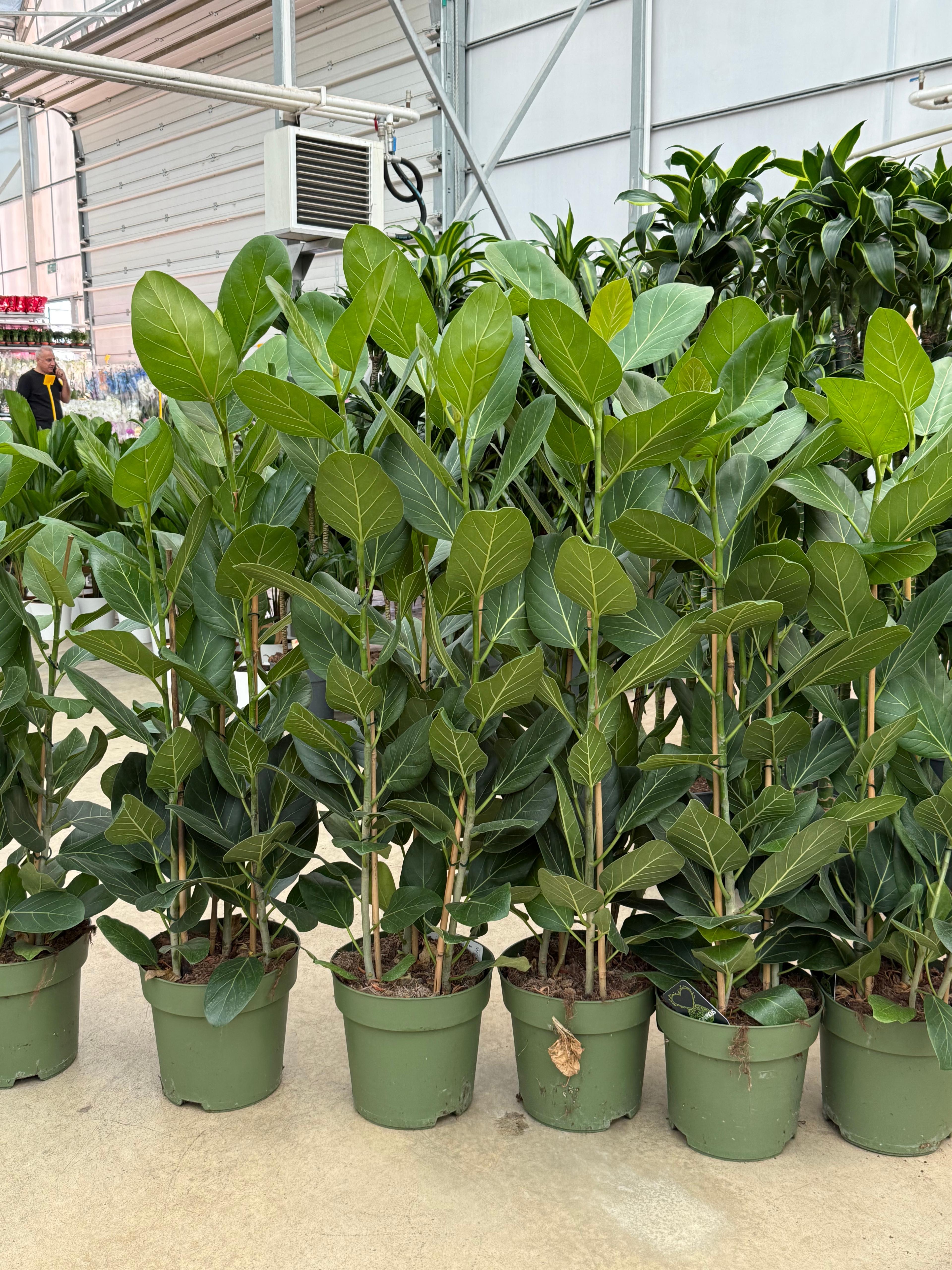 Ficus Çok Köklü Audrey 130-140 (İthal Premium)