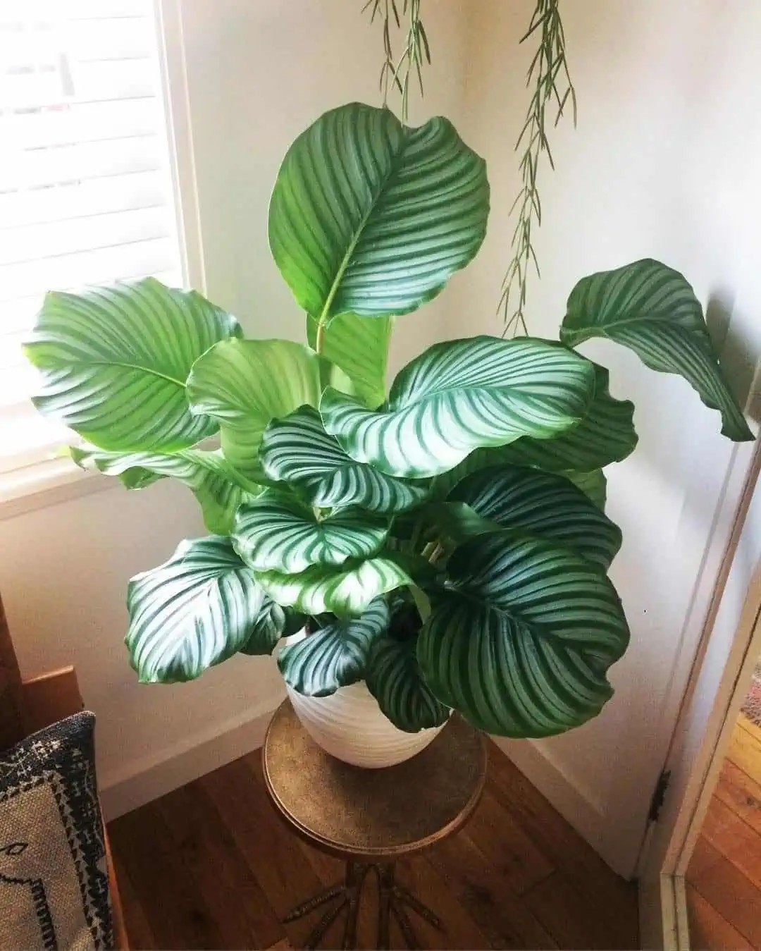 Calathea Orbifolia XL