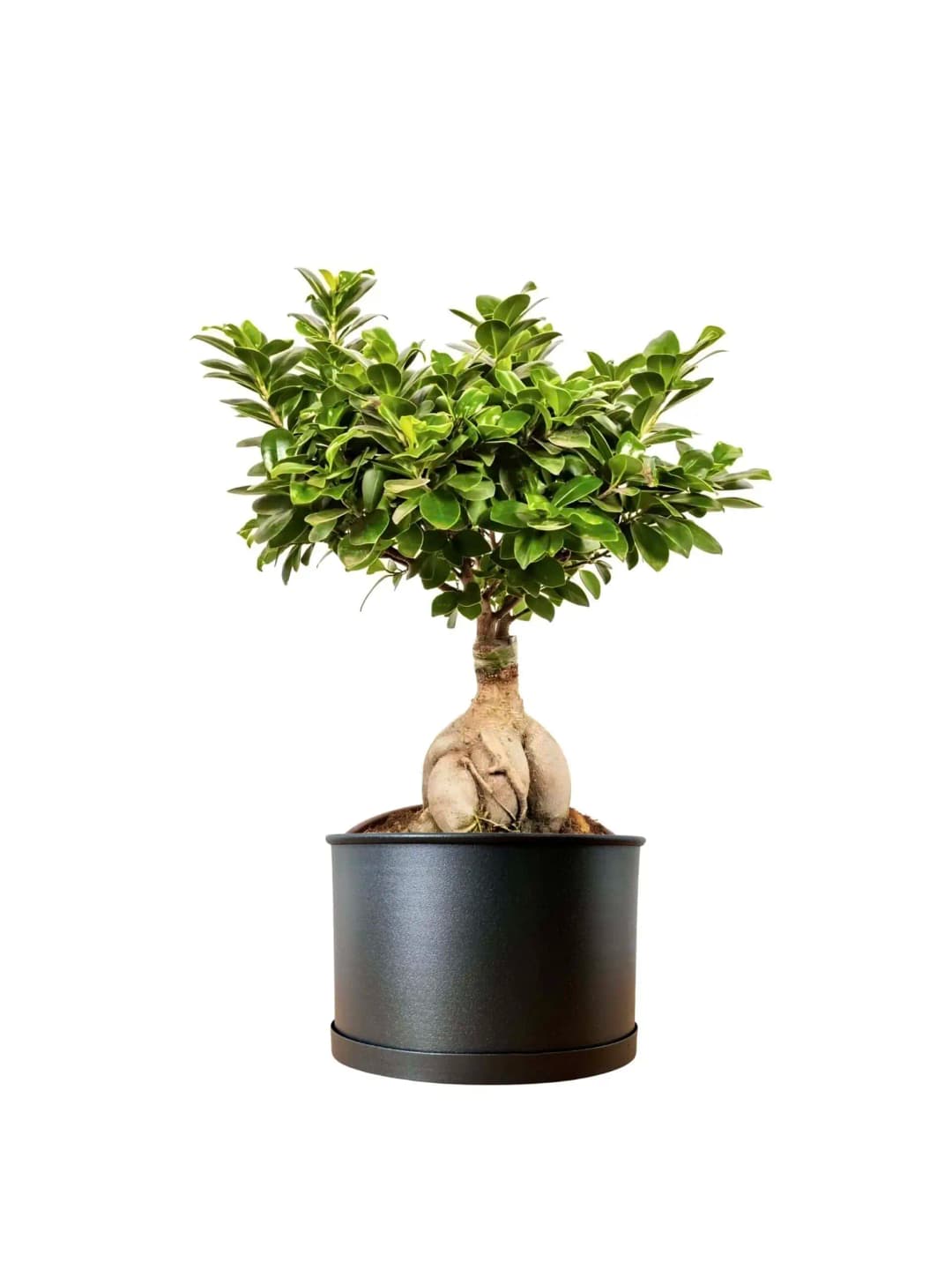 Bonsai Aac eitleri & Fiyatlar | Cool Concept Flower