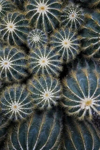 Parodia magnifica