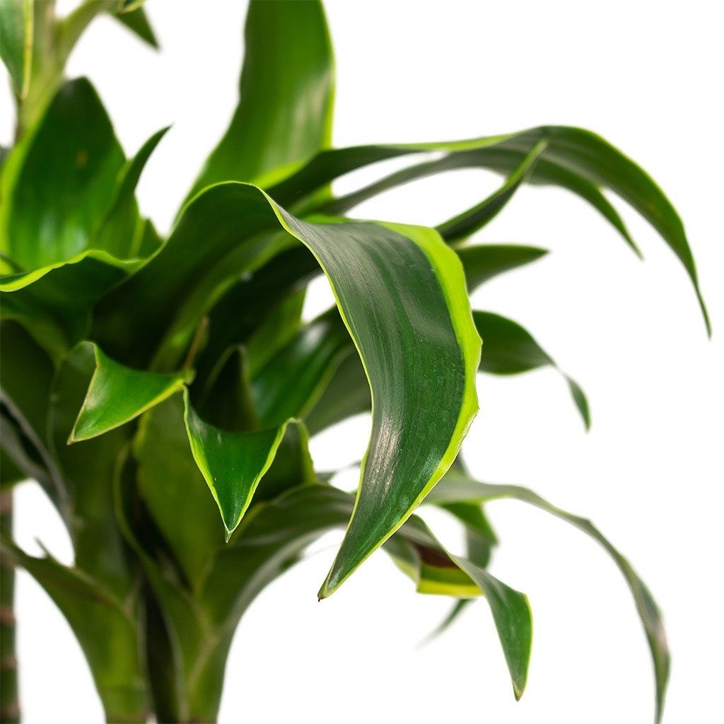 Dracaena Fragrans Dorado 130-140 cm Üç Köklü