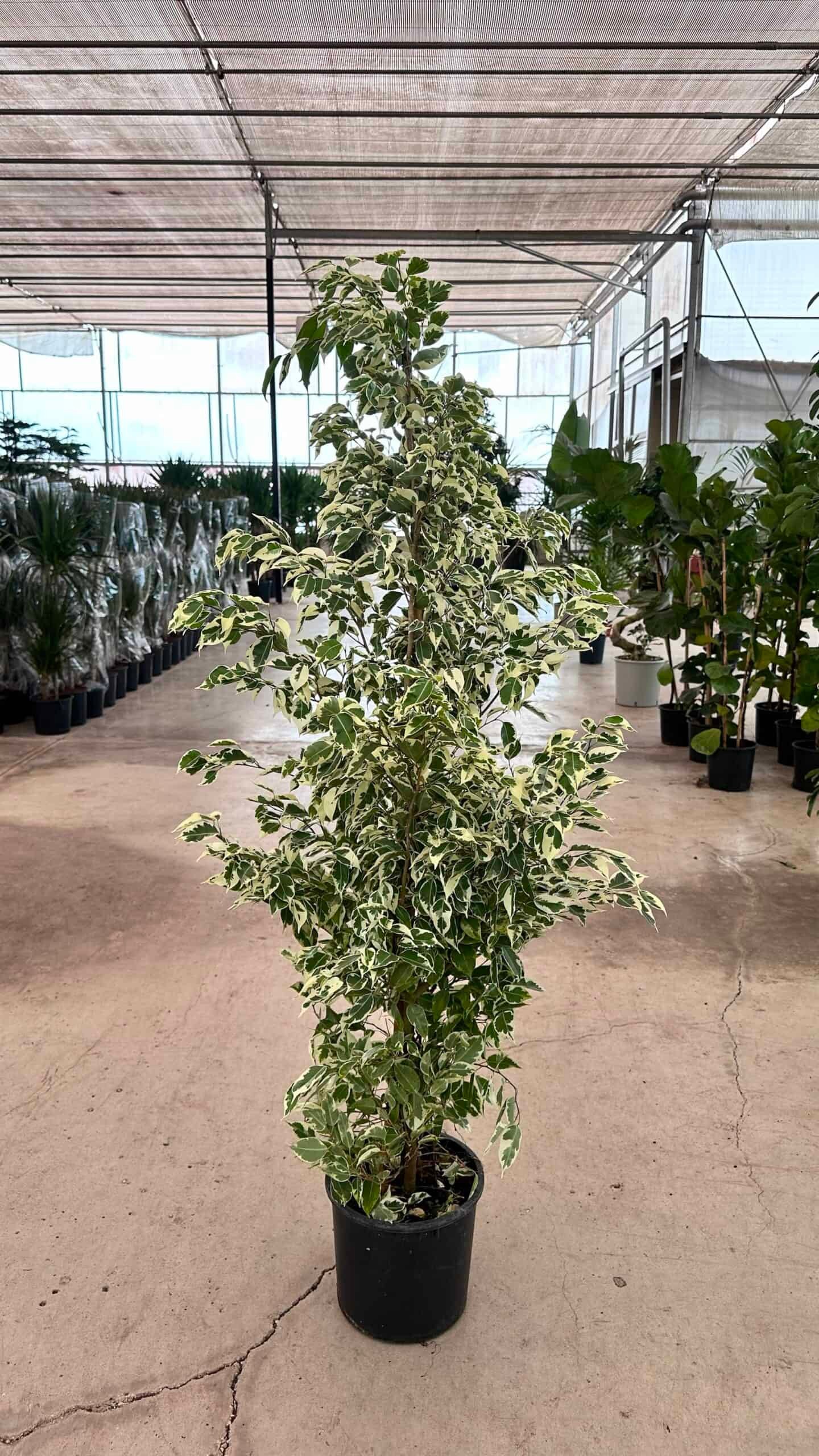 Ficus Benjamin Alacalı Yeşil-Beyaz (Ficus Benjamin Golden King) 150-160 cm