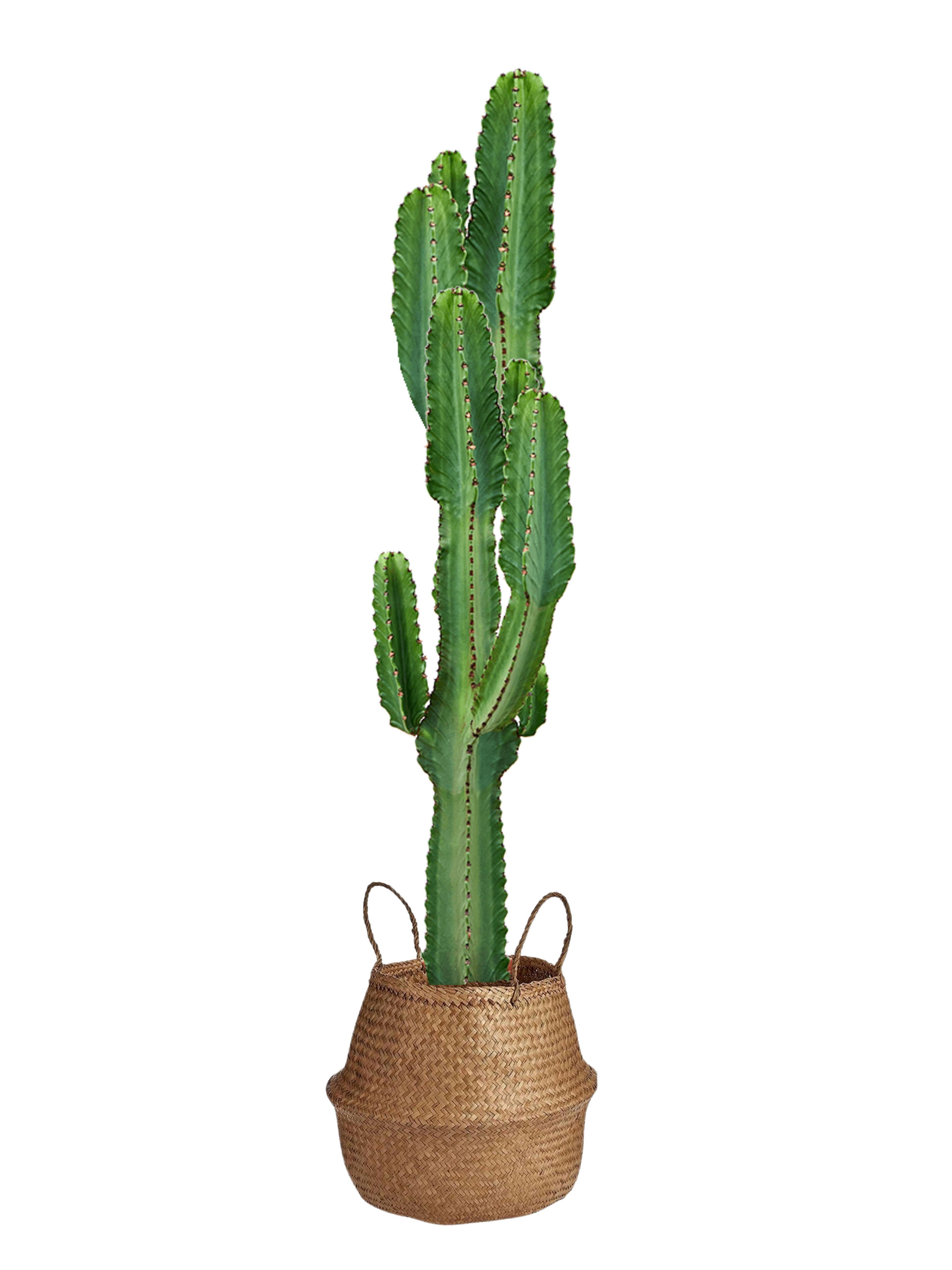 Euphorbia İngens 130-140 cm 