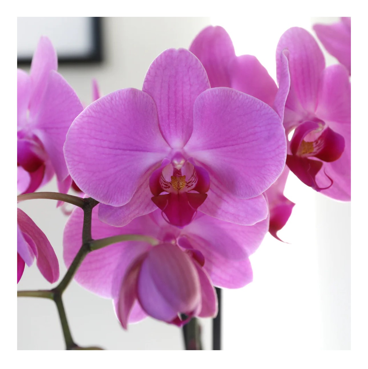 Orkide Çift Dallı Pembe (Phalaenopsis )İthal Premium