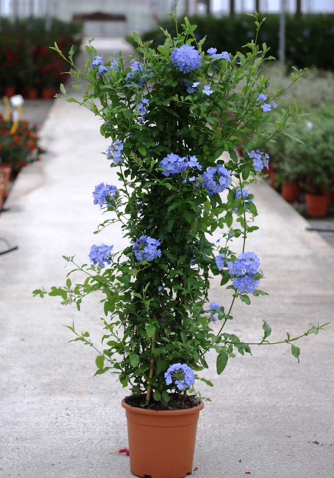 Mavi Yasemin (Plumbago Auriculata)